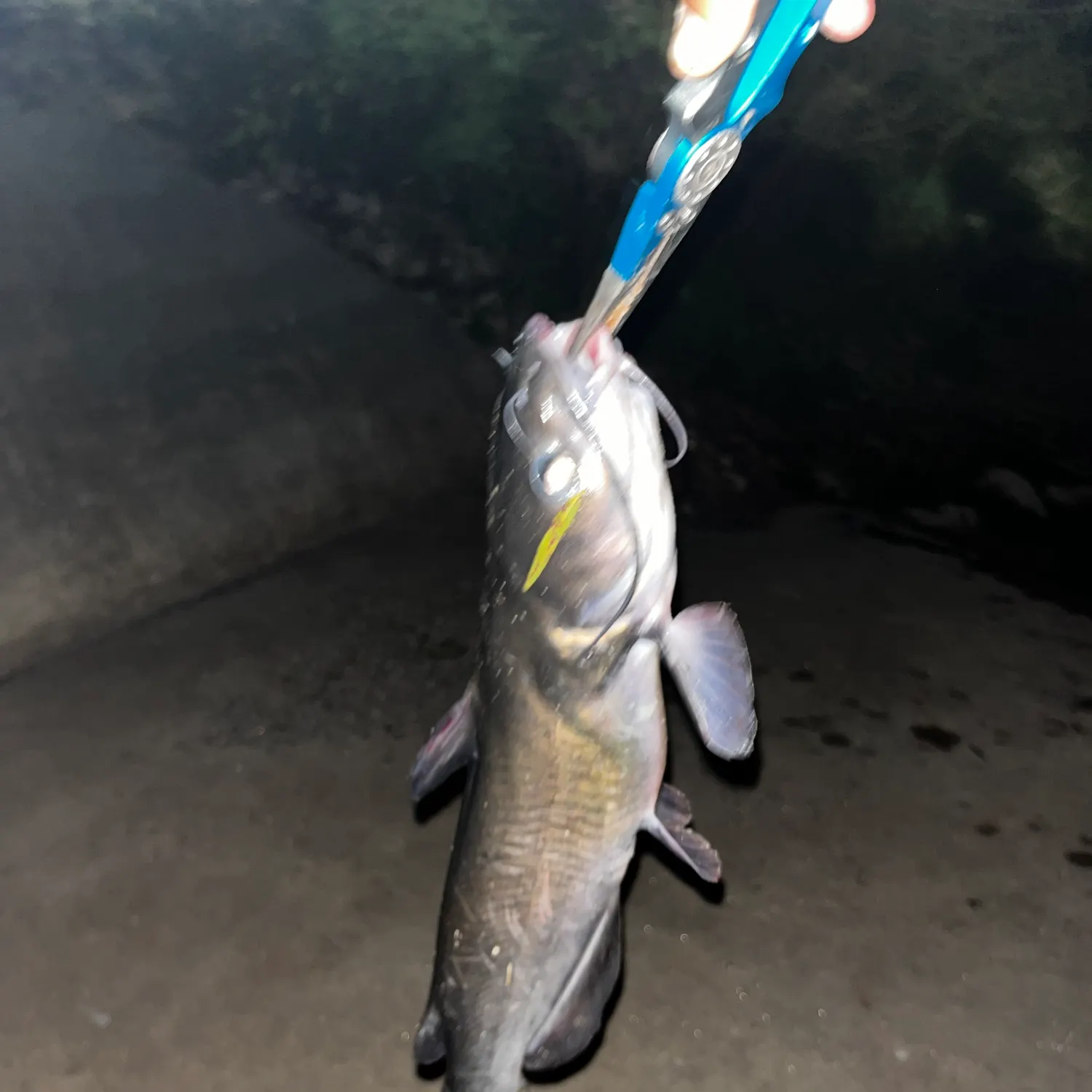 Channel catfish caught on Fishbrain