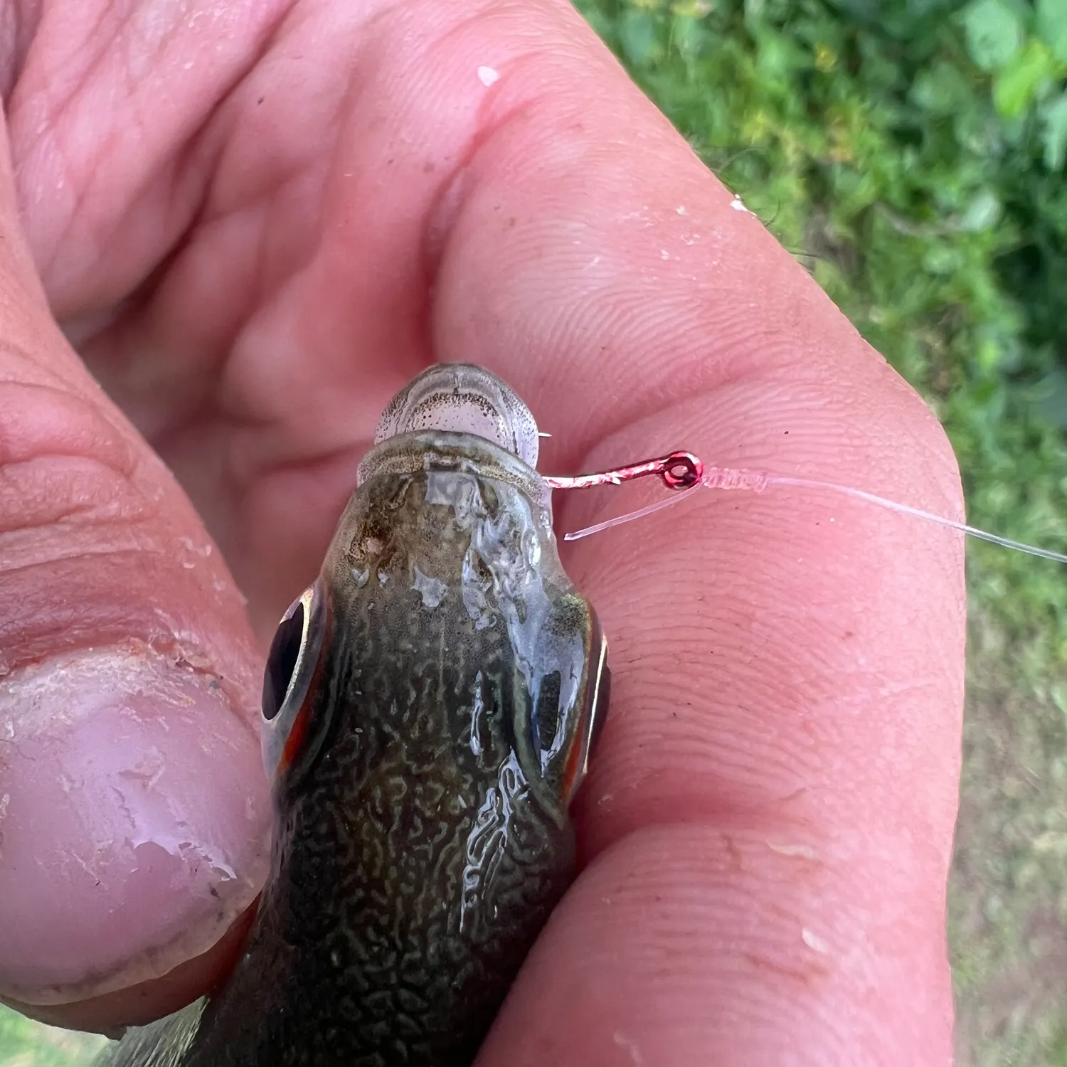 The most popular recent Hawaiian Flagtail catch on Fishbrain