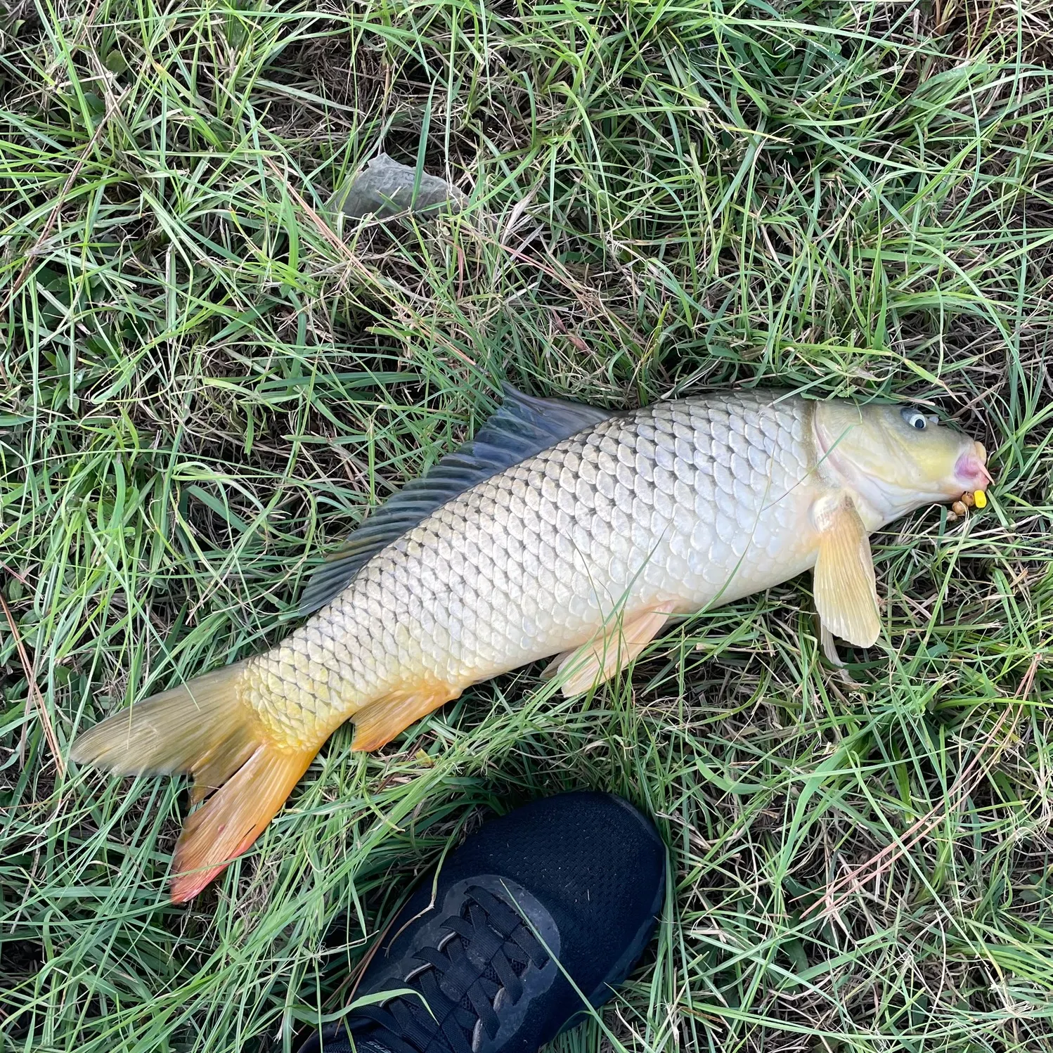 Common carp caught on Fishbrain