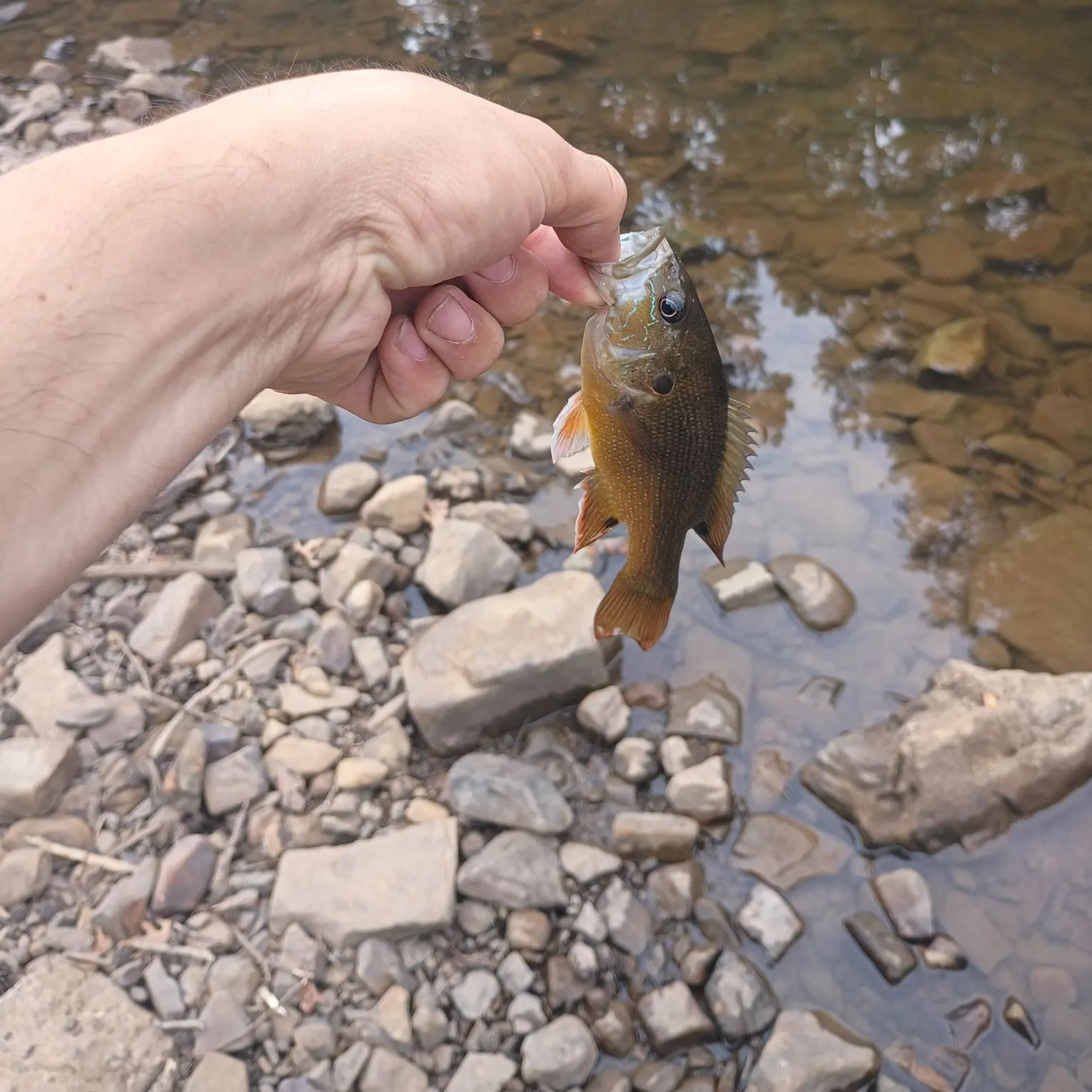 Green sunfish caught on Fishbrain