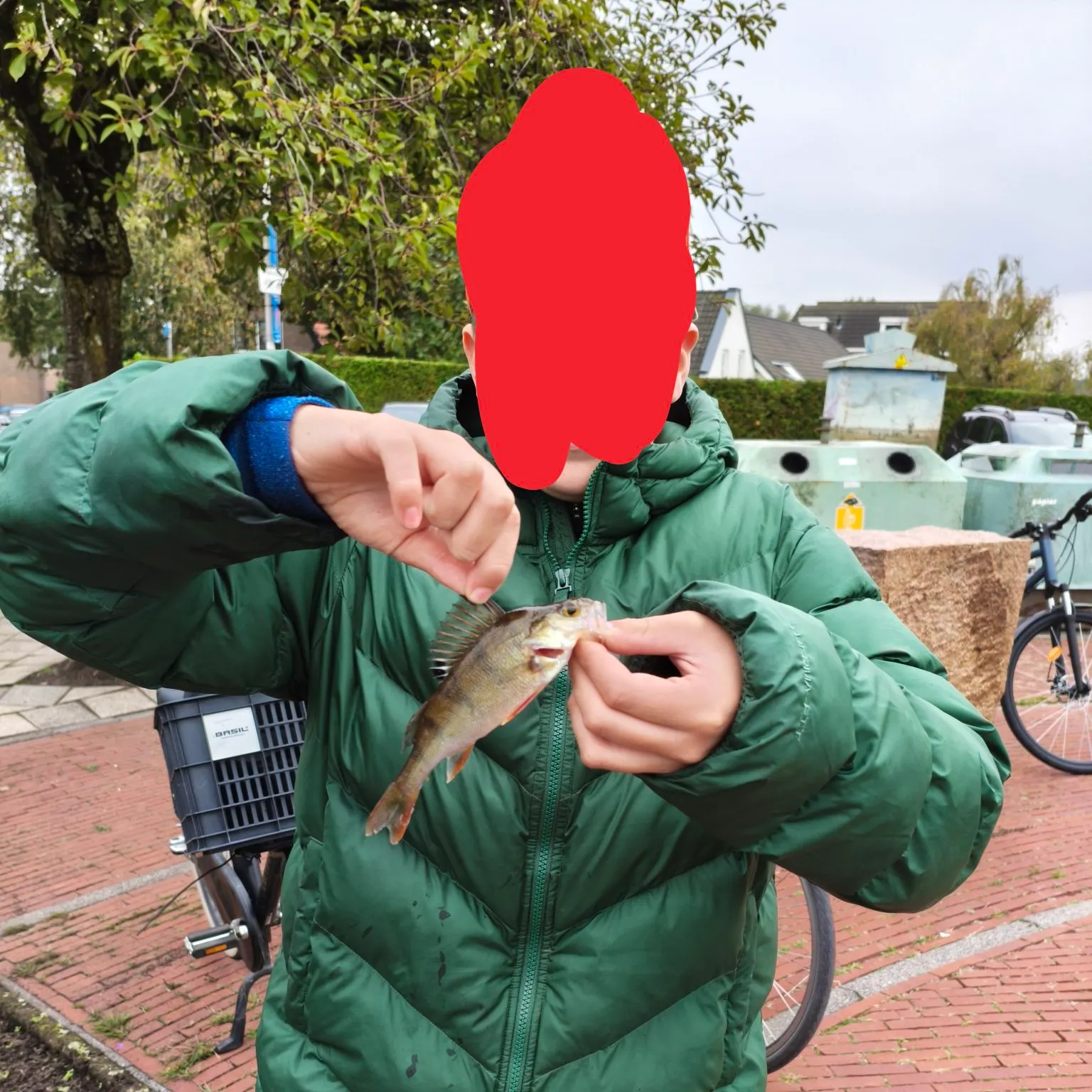 European perch caught on Fishbrain