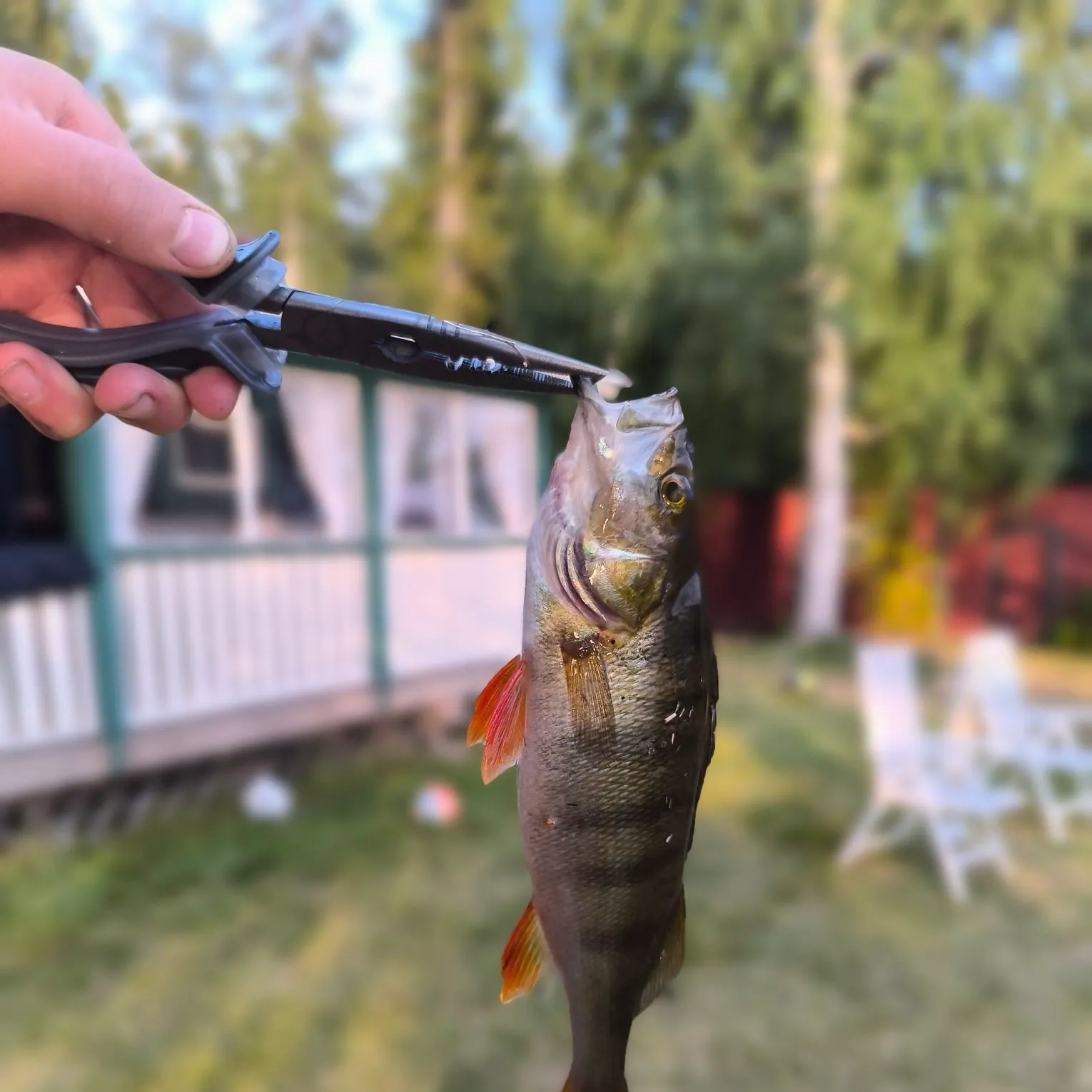 European perch caught on Fishbrain