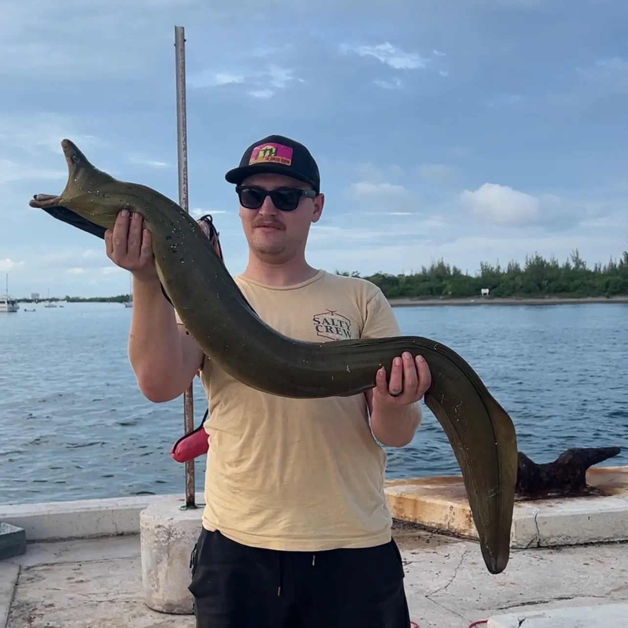 The most recent Green moray catches on Fishbrain