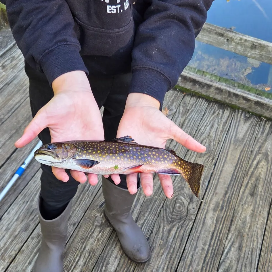 Brook trout caught on Fishbrain