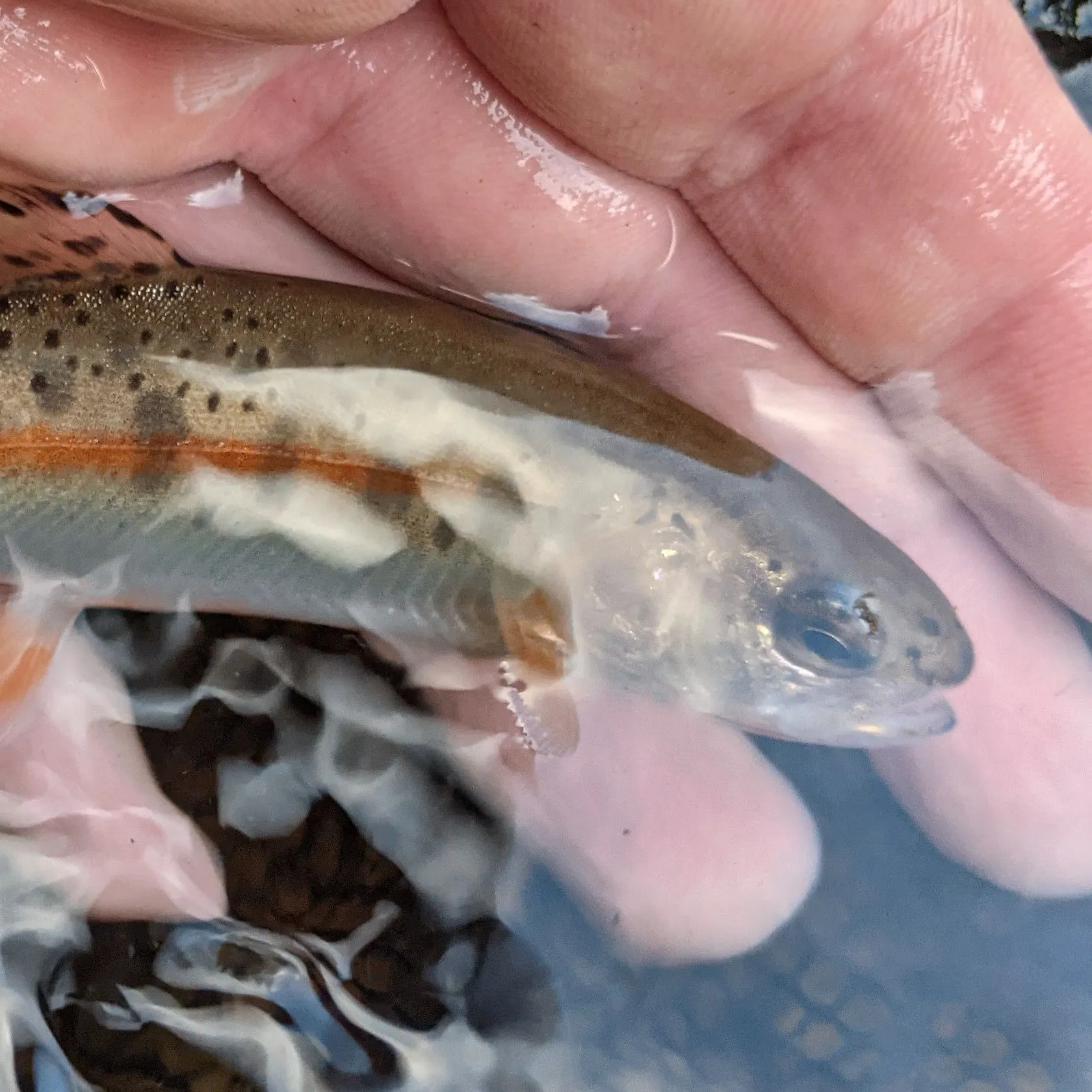 The most recent McCloud river redband trout catches on Fishbrain