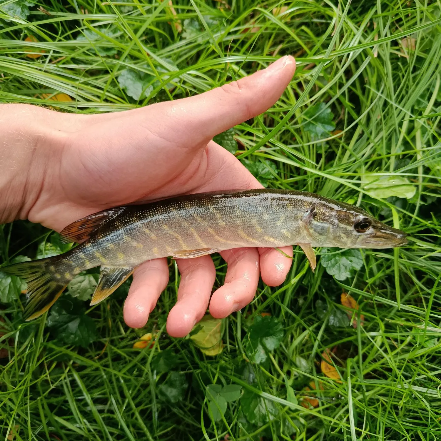 Northern pike caught on Fishbrain