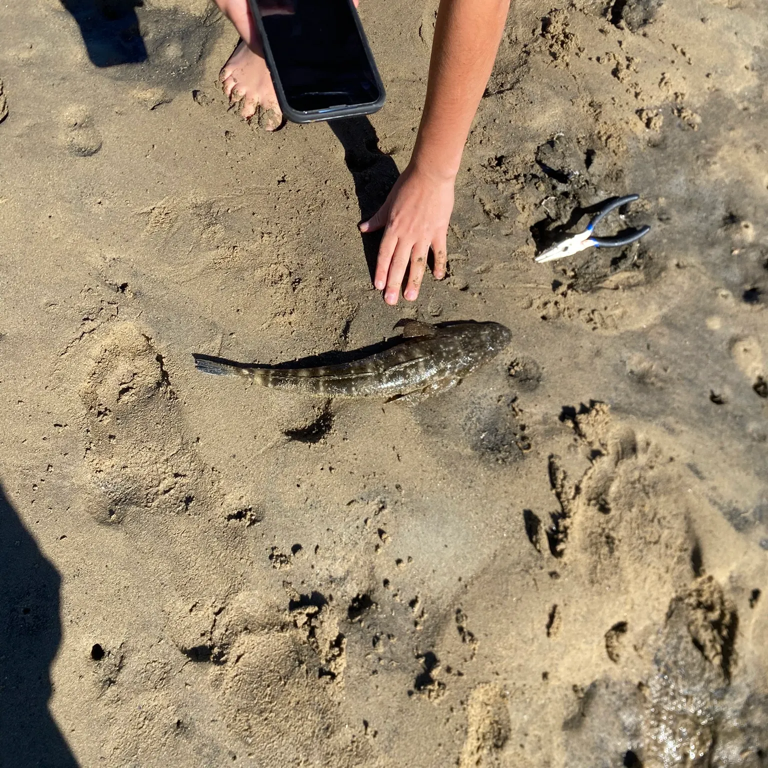 The most recent Dusky flathead catches on Fishbrain