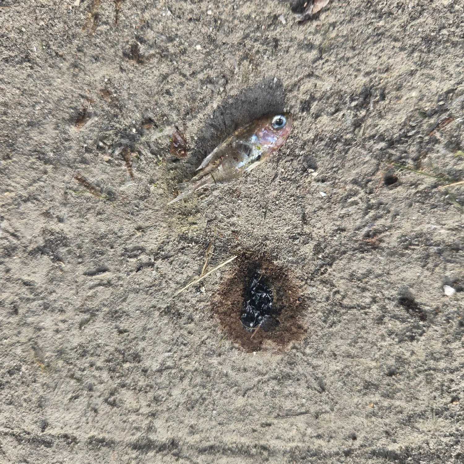 Eurasian minnow caught on Fishbrain
