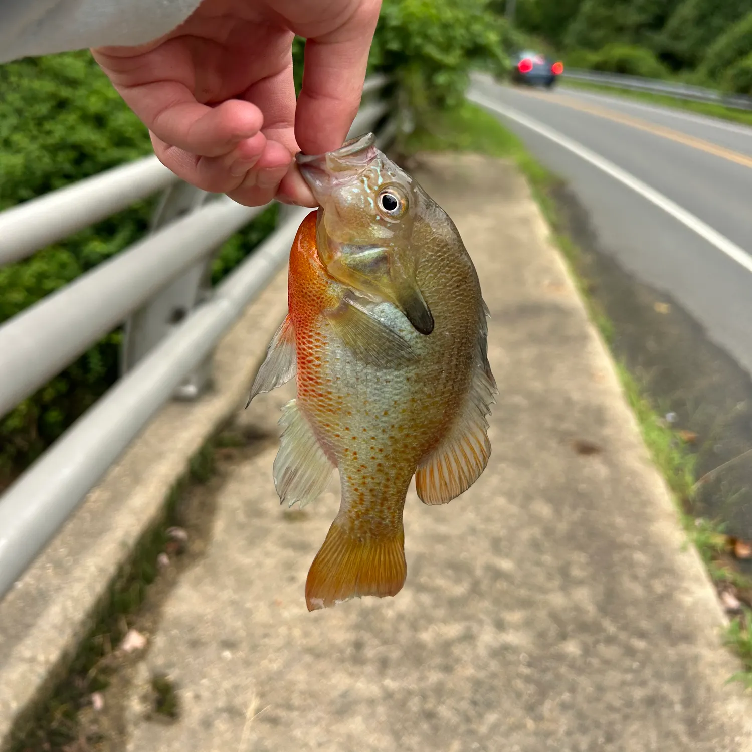 catch