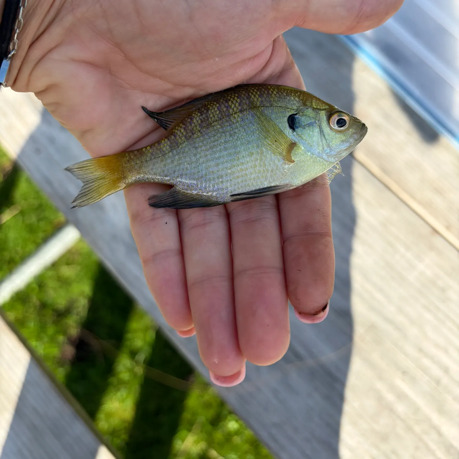 Bluegill caught on Fishbrain