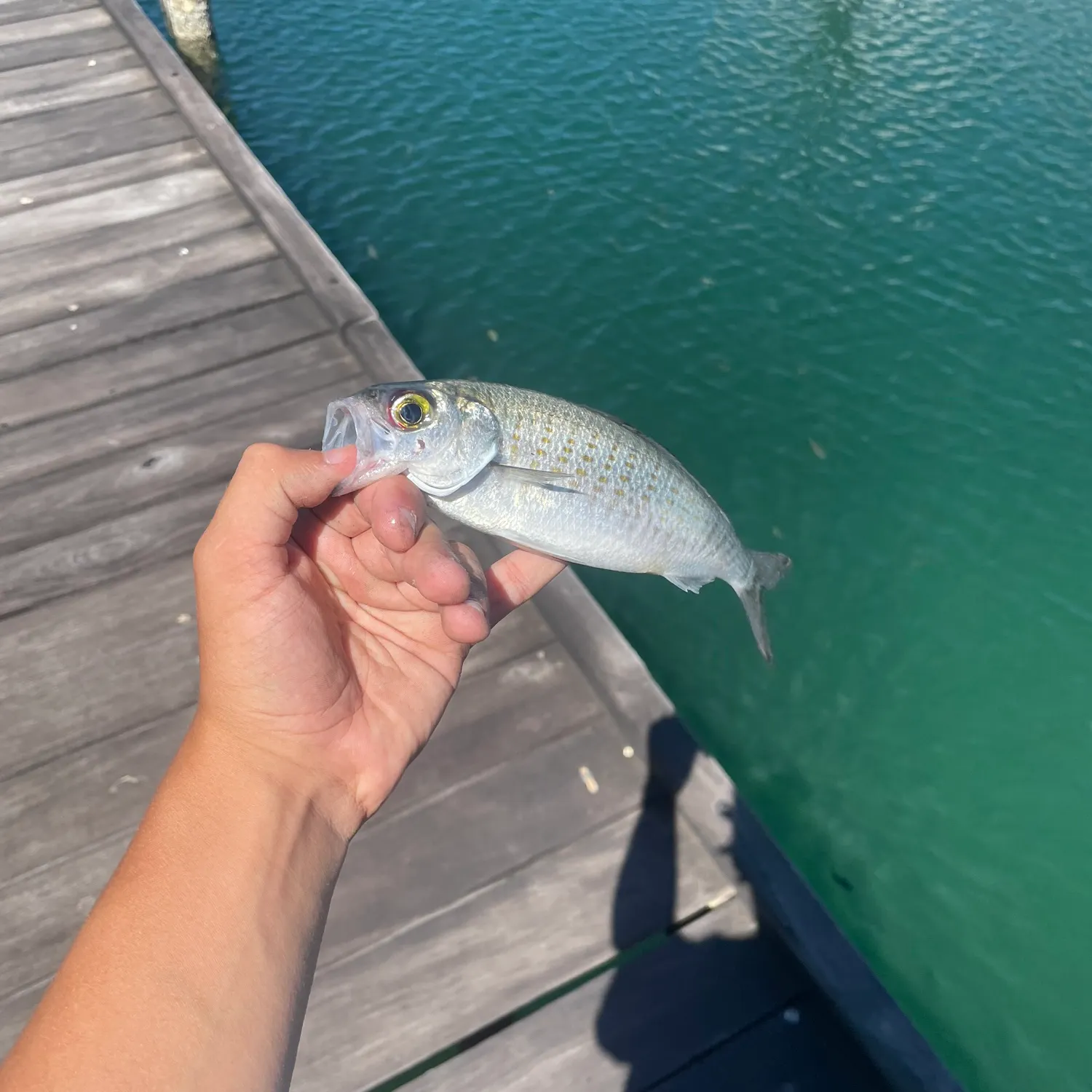 The most recent Australian ruff catches on Fishbrain