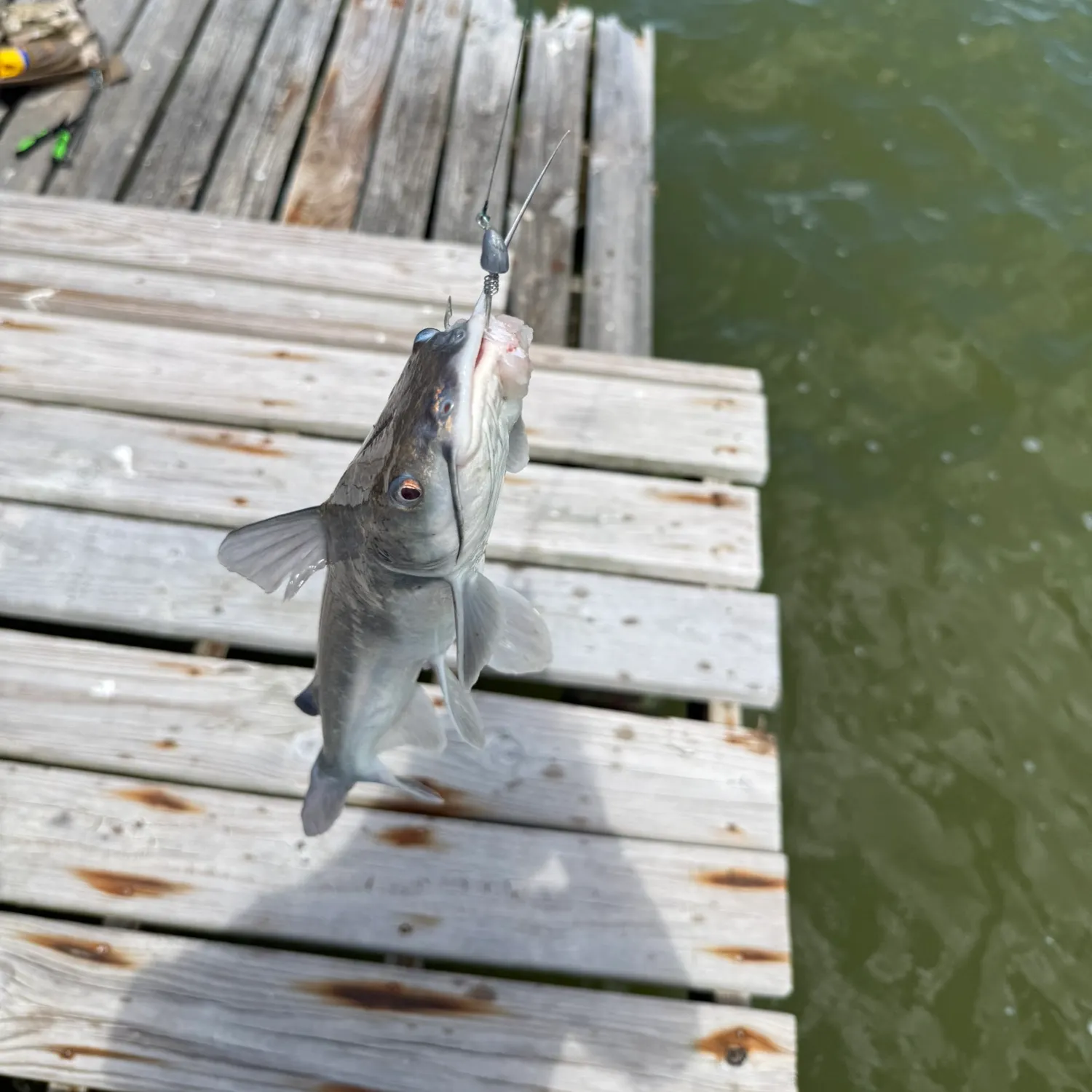 Hardhead sea catfish caught on Fishbrain
