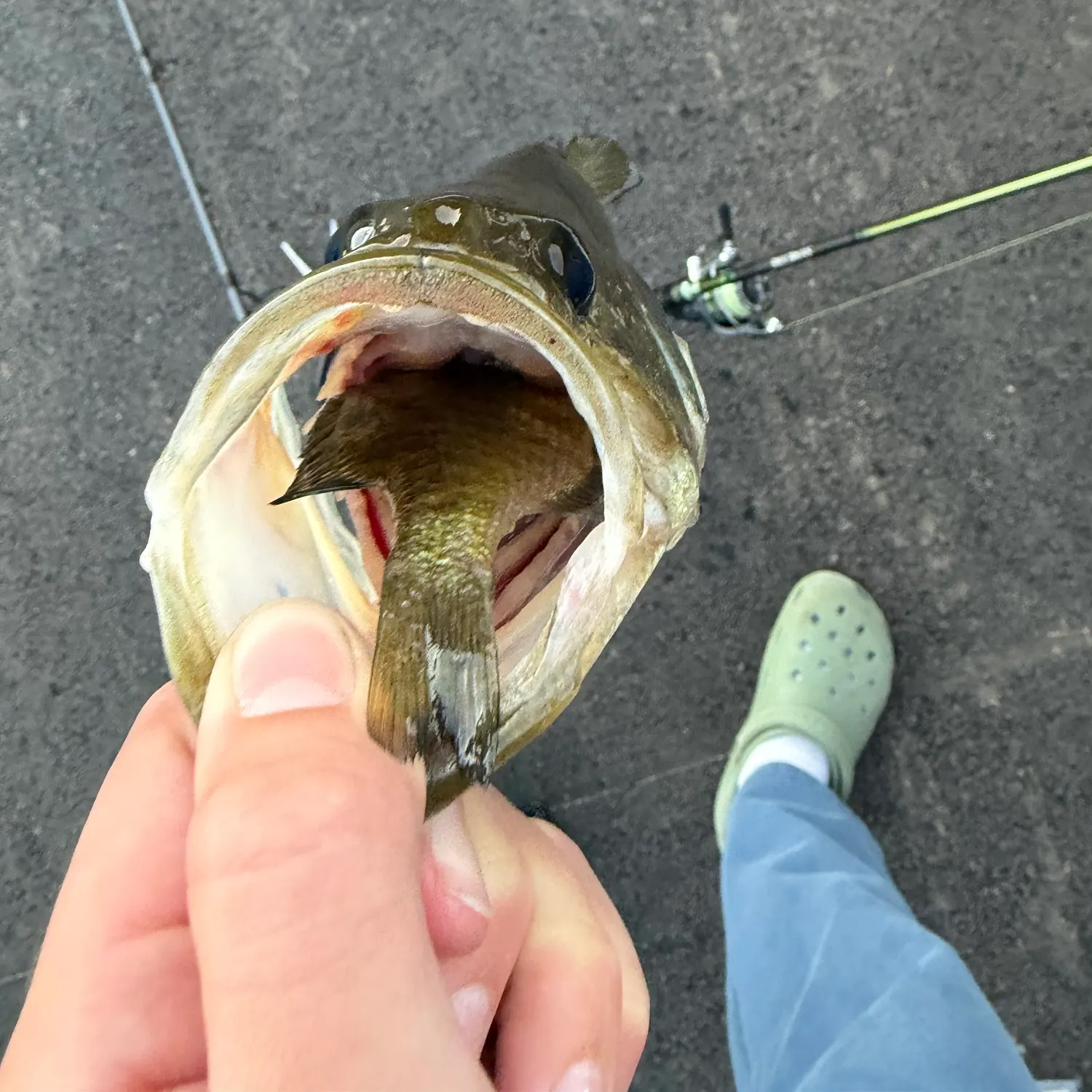 Largemouth bass caught on Fishbrain
