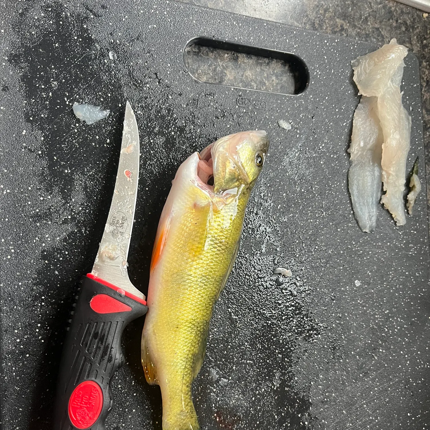 Yellow perch caught on Fishbrain