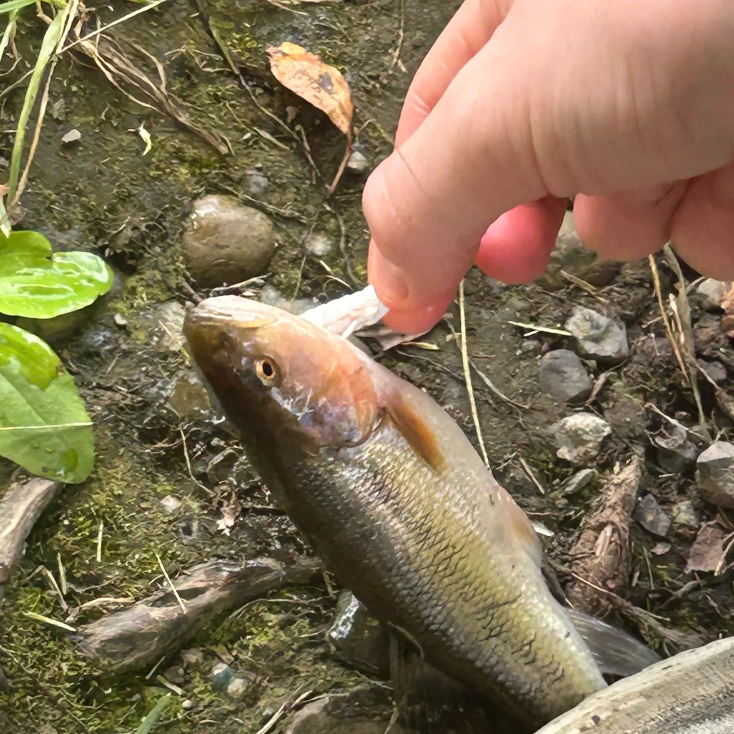 catch