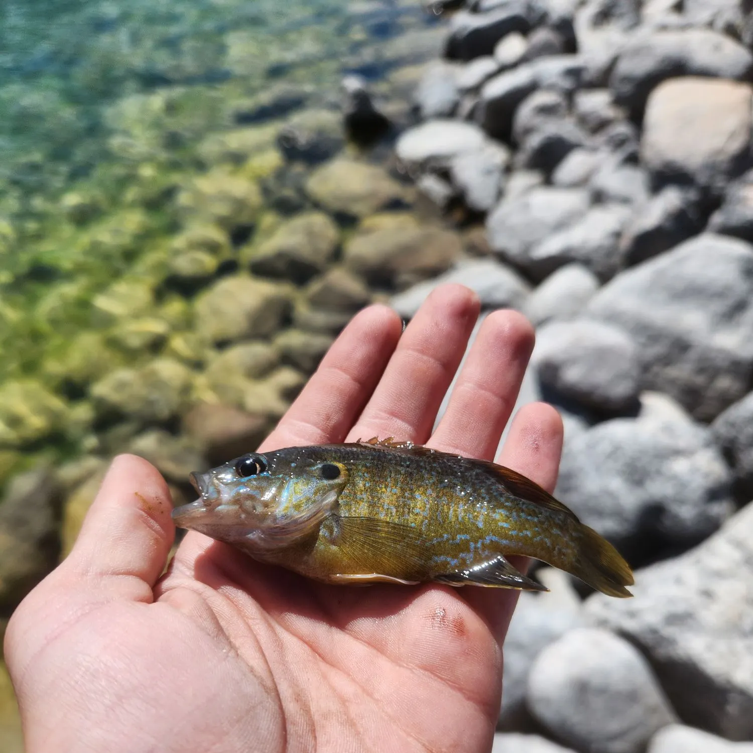 The most recent Bluegill catches on Fishbrain