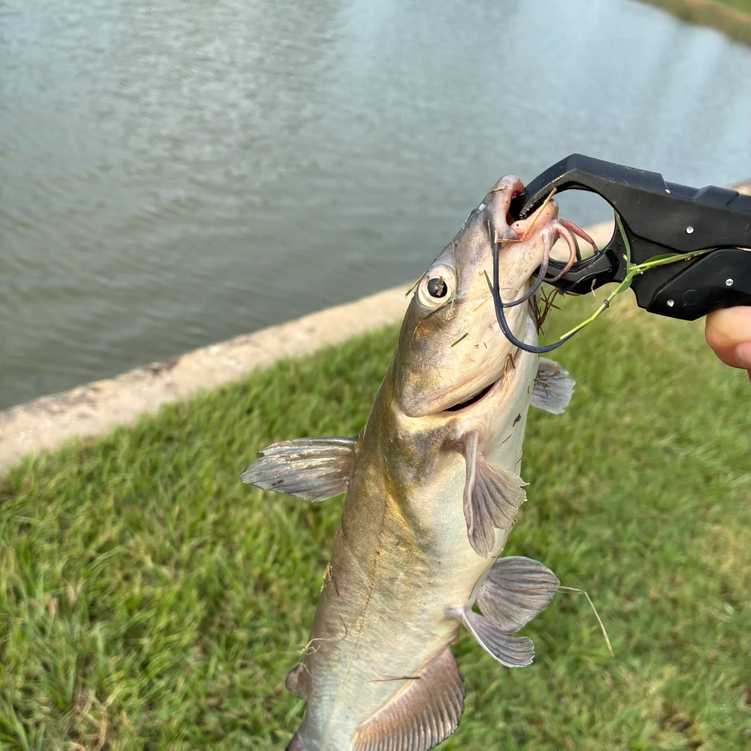 Channel catfish caught on Fishbrain