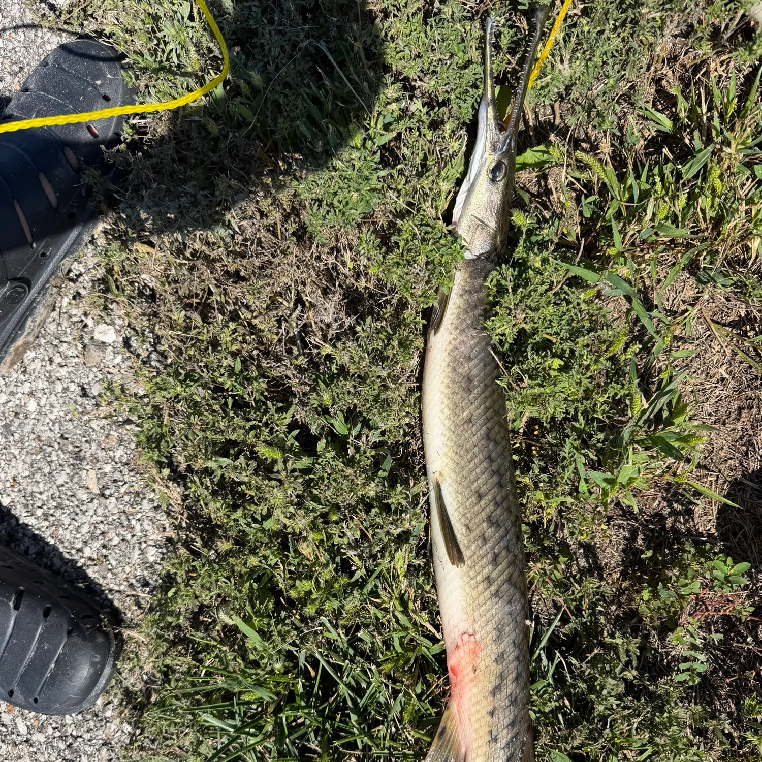 Spotted gar caught on Fishbrain