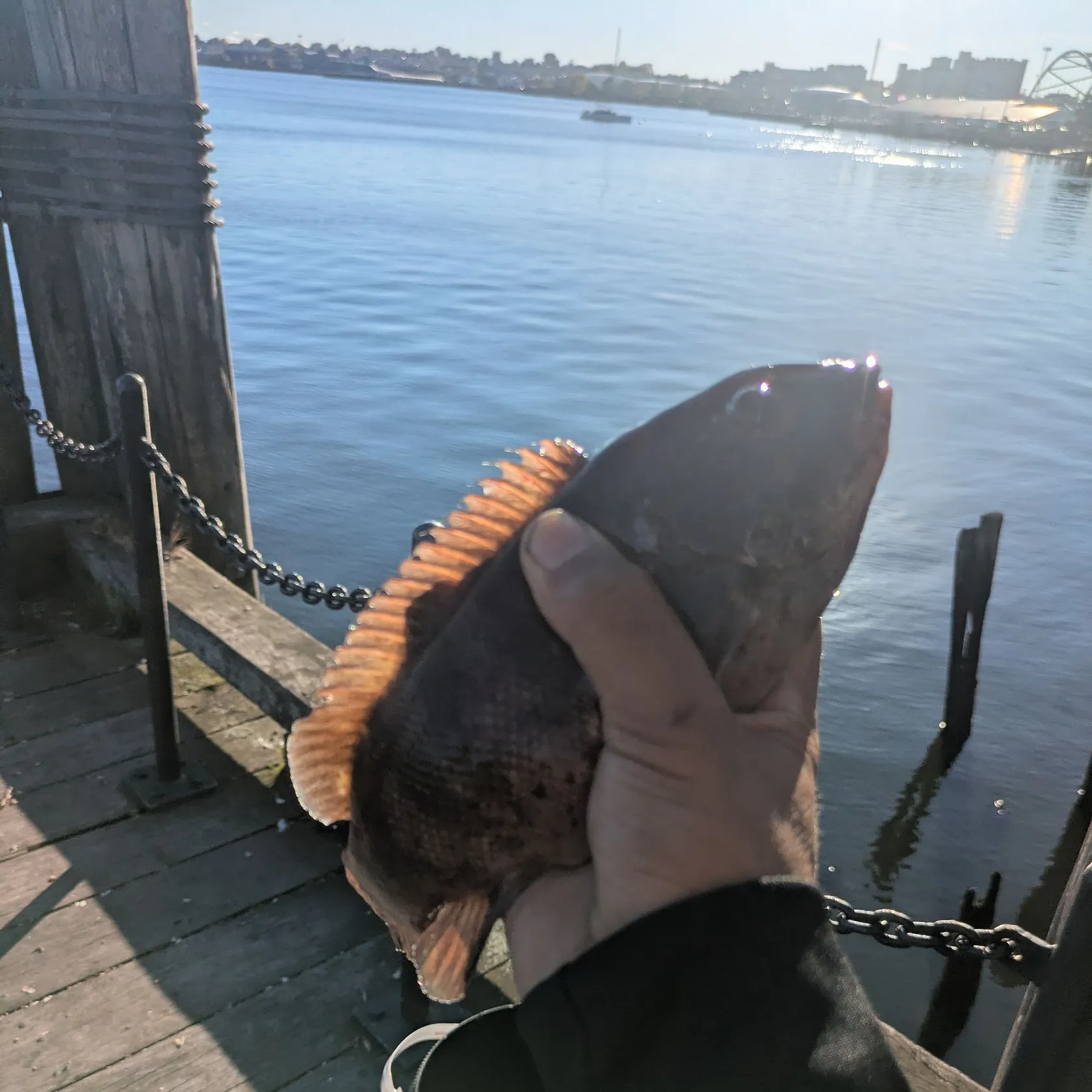 Tautog caught on Fishbrain