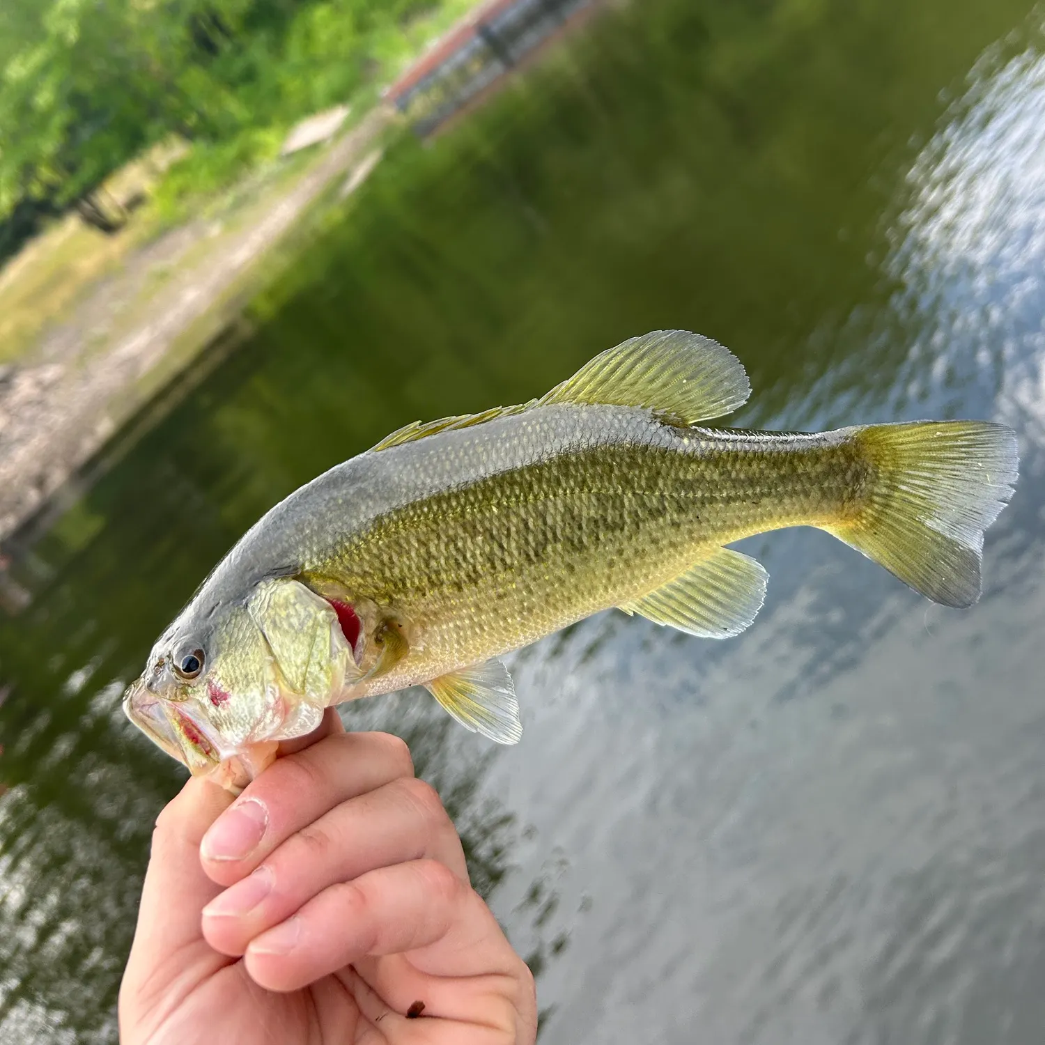 Largemouth bass caught on Fishbrain
