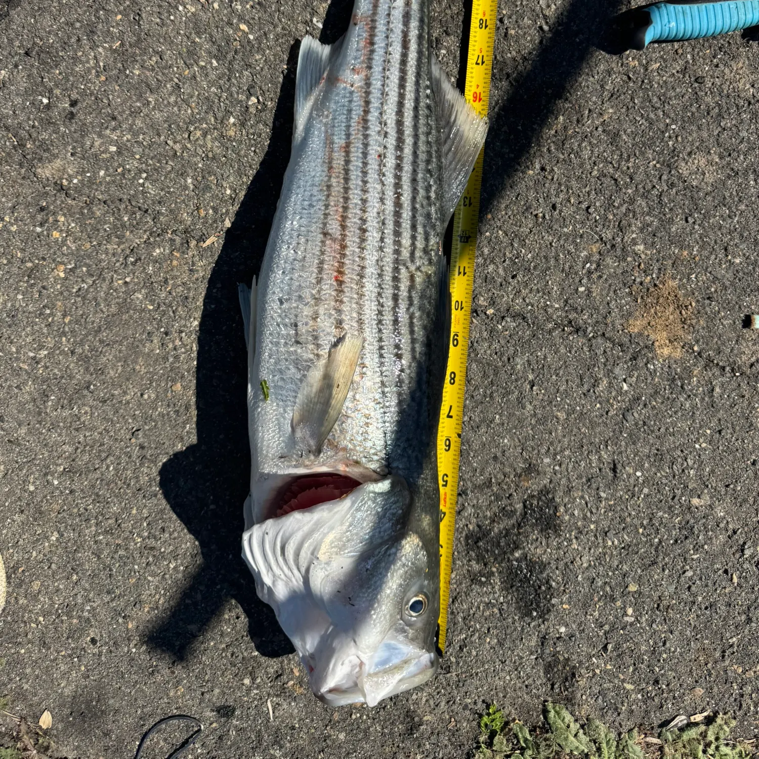 The most recent Striped bass catches on Fishbrain