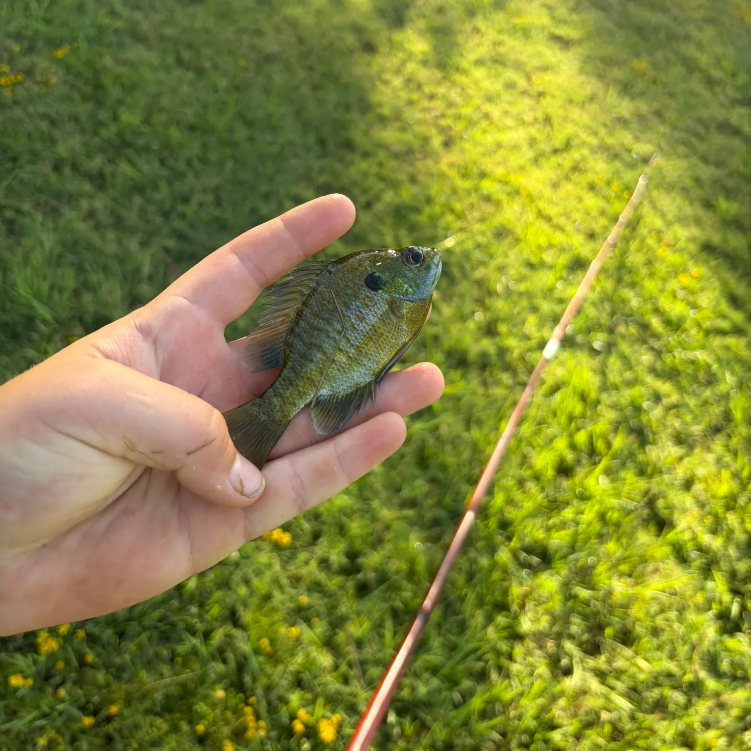 Bluegill caught on Fishbrain