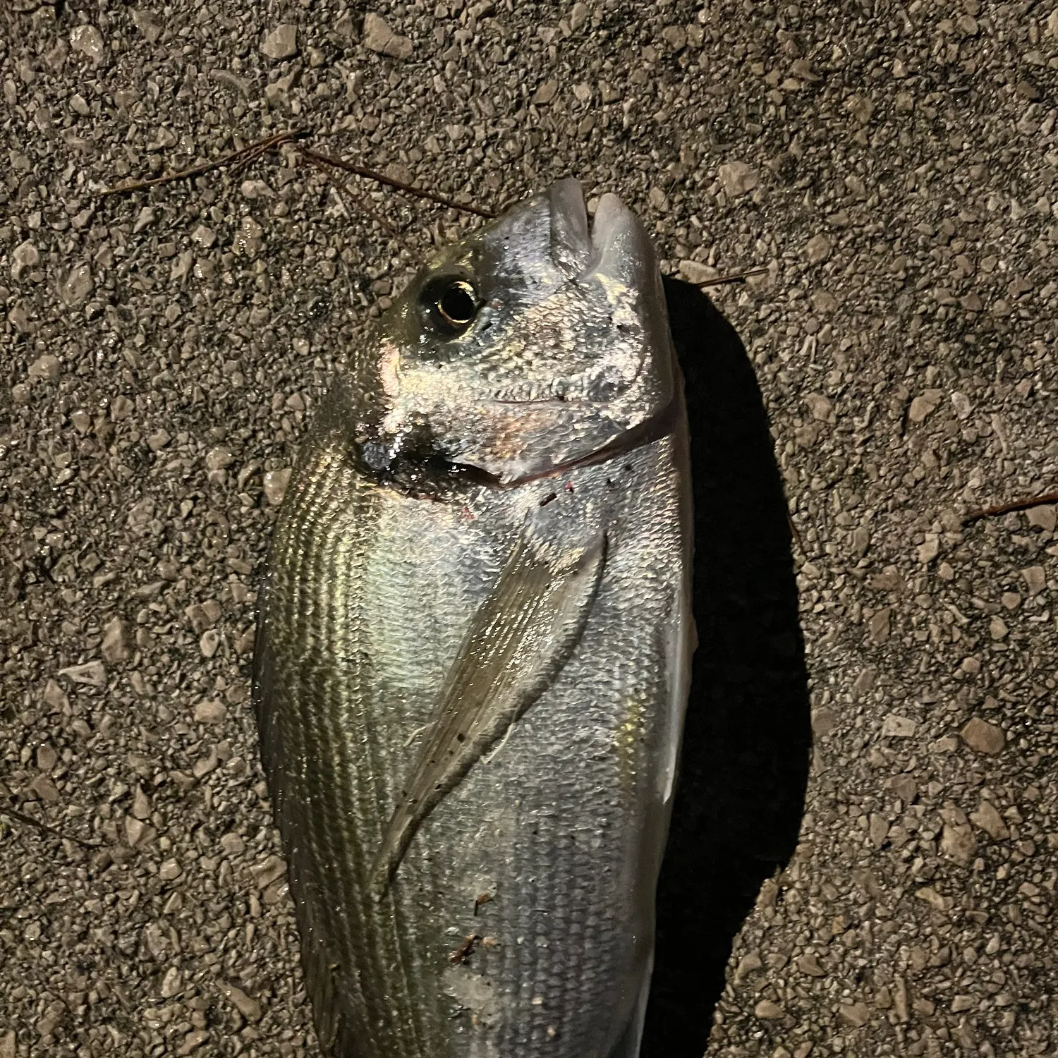 The most recent Gilthead seabream catches on Fishbrain