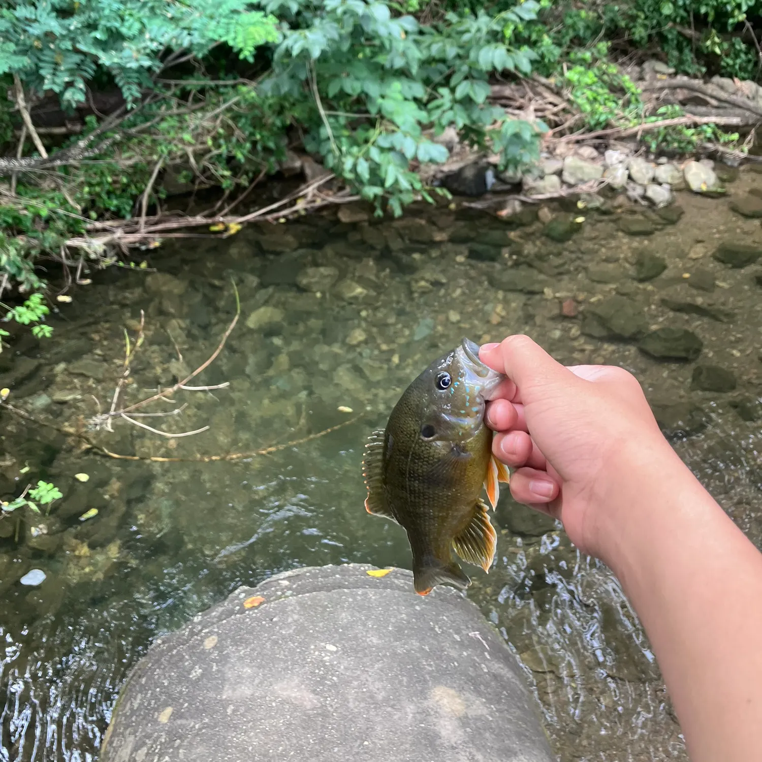 Green sunfish caught on Fishbrain