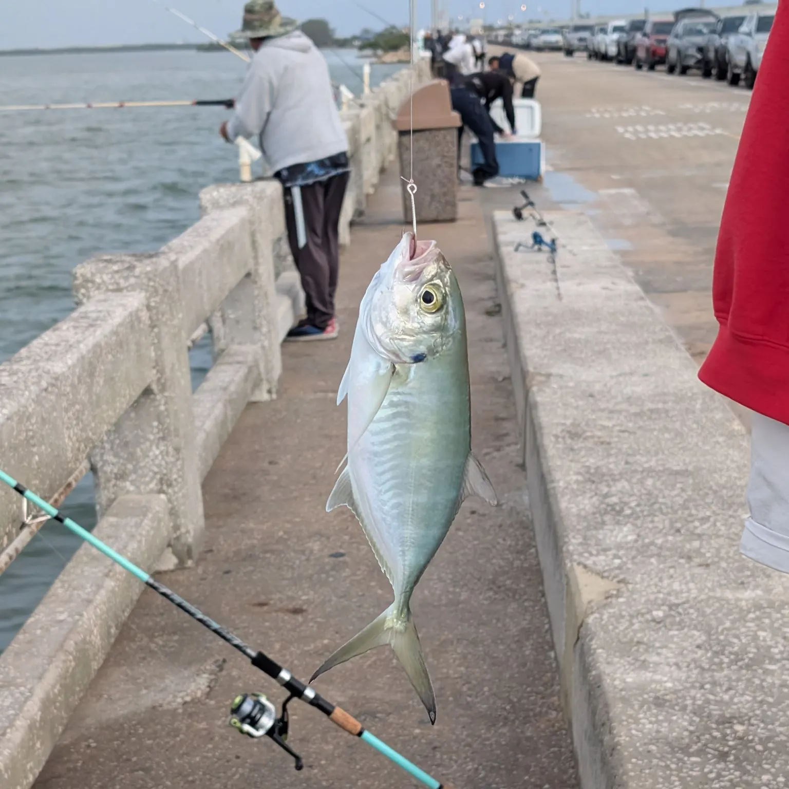 Blue runner caught on Fishbrain