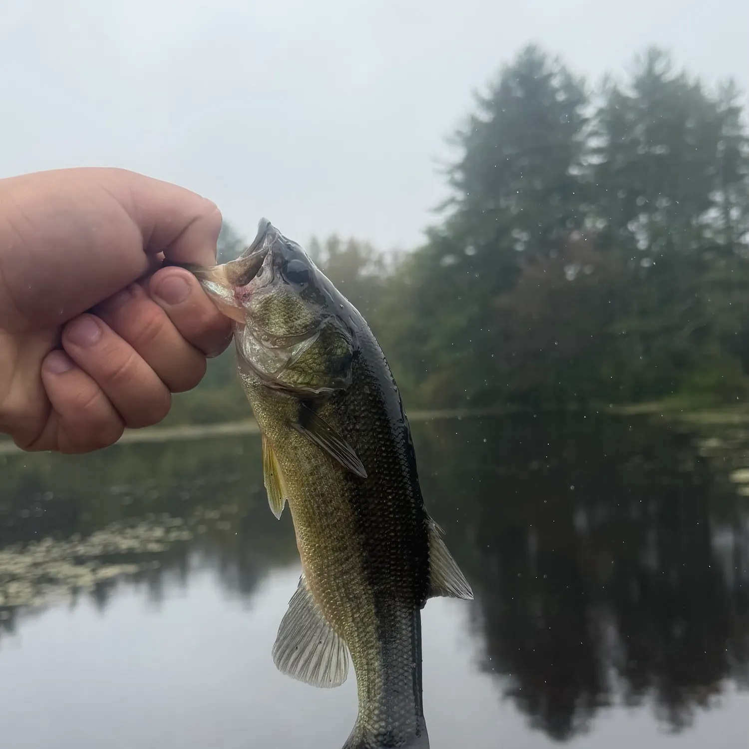 Fish caught on Fishbrain