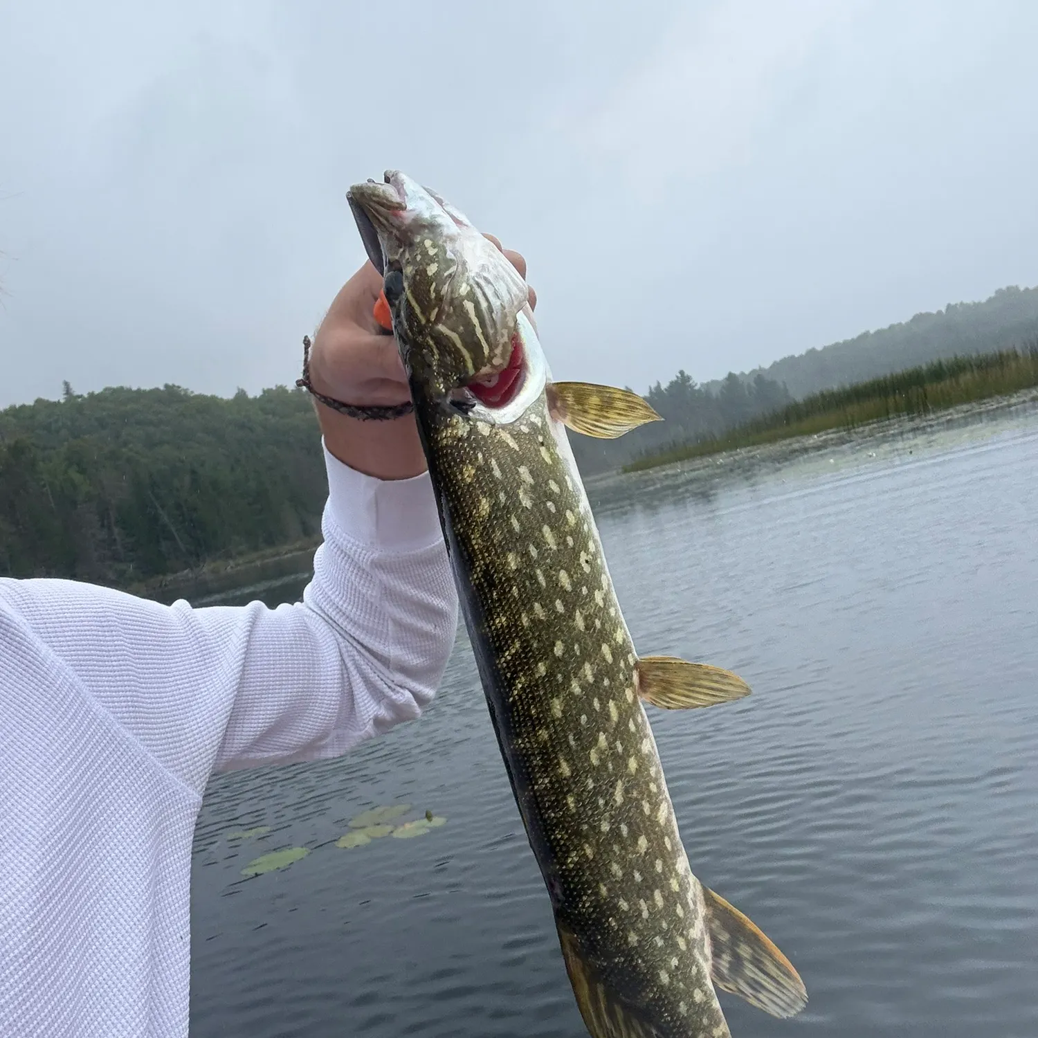 Northern pike caught on Fishbrain