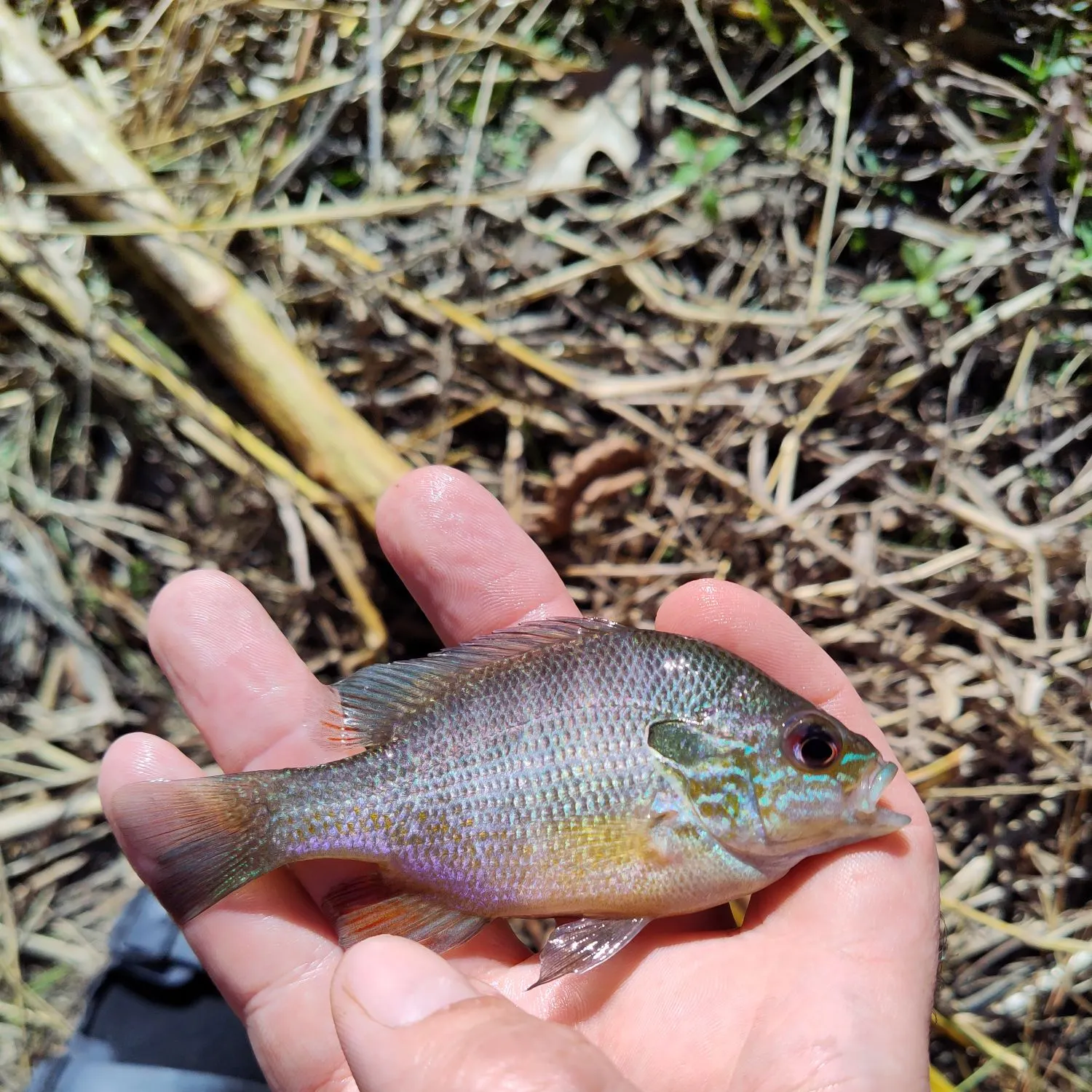 The most recent Longear sunfish catches on Fishbrain