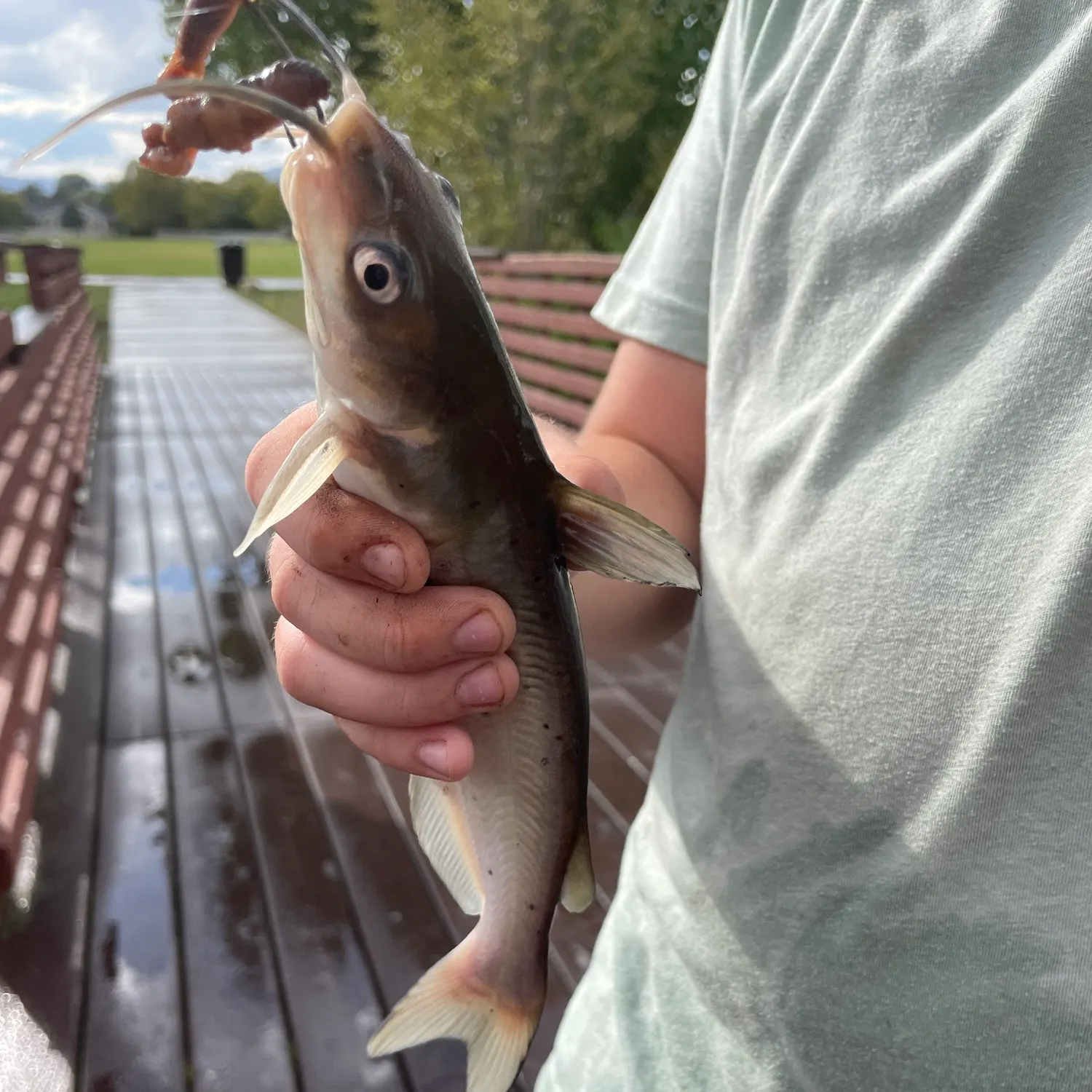 Channel catfish caught on Fishbrain