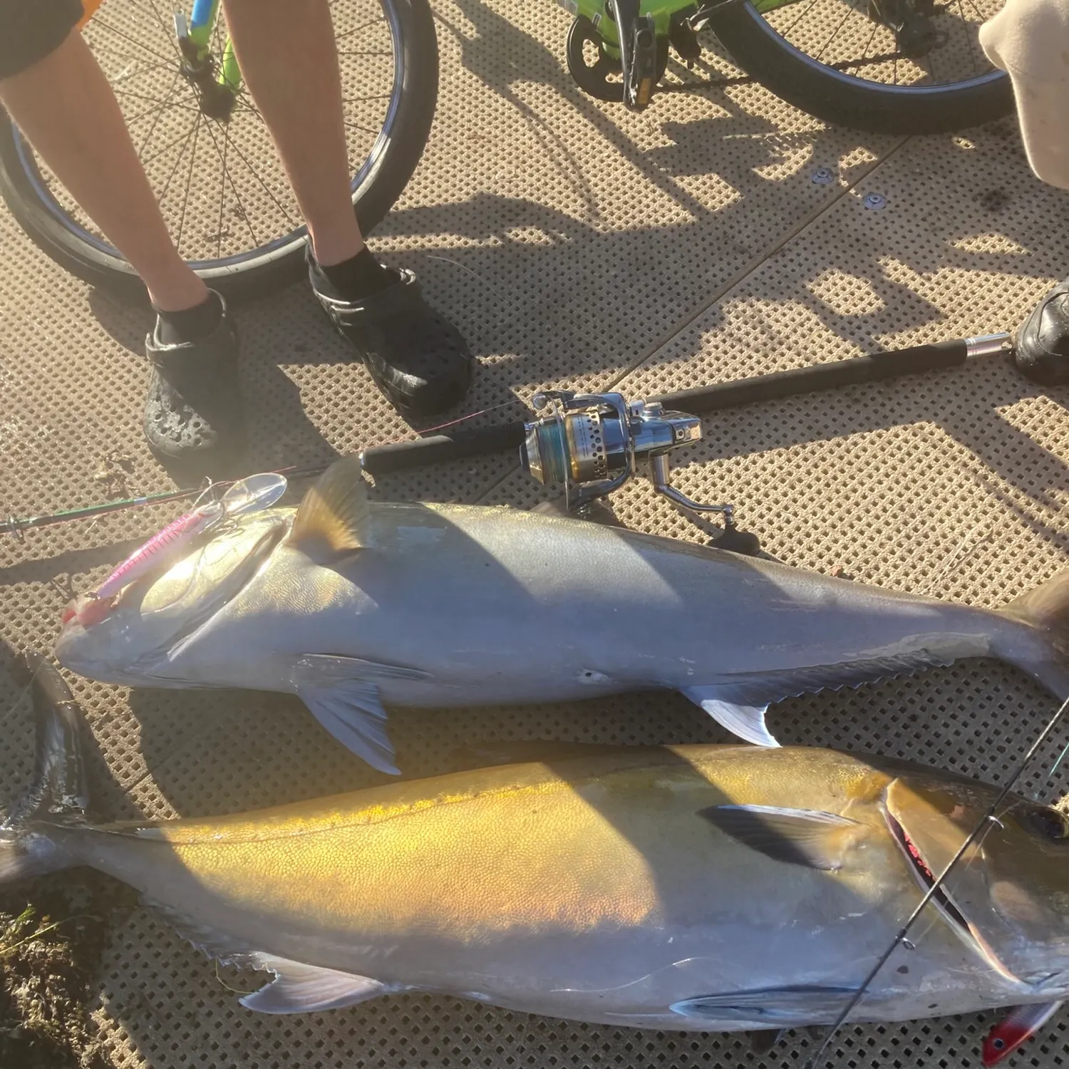 The most recent Samsonfish catches on Fishbrain
