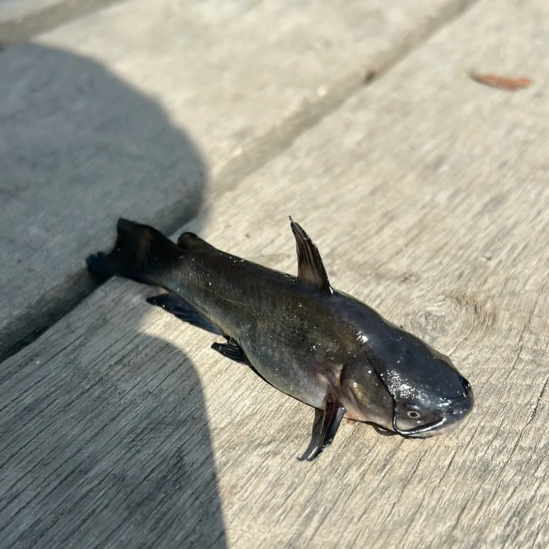 Black bullhead caught on Fishbrain
