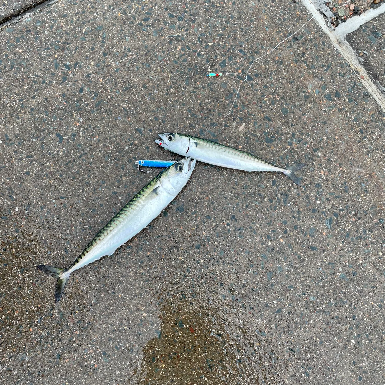 Atlantic mackerel caught on Fishbrain