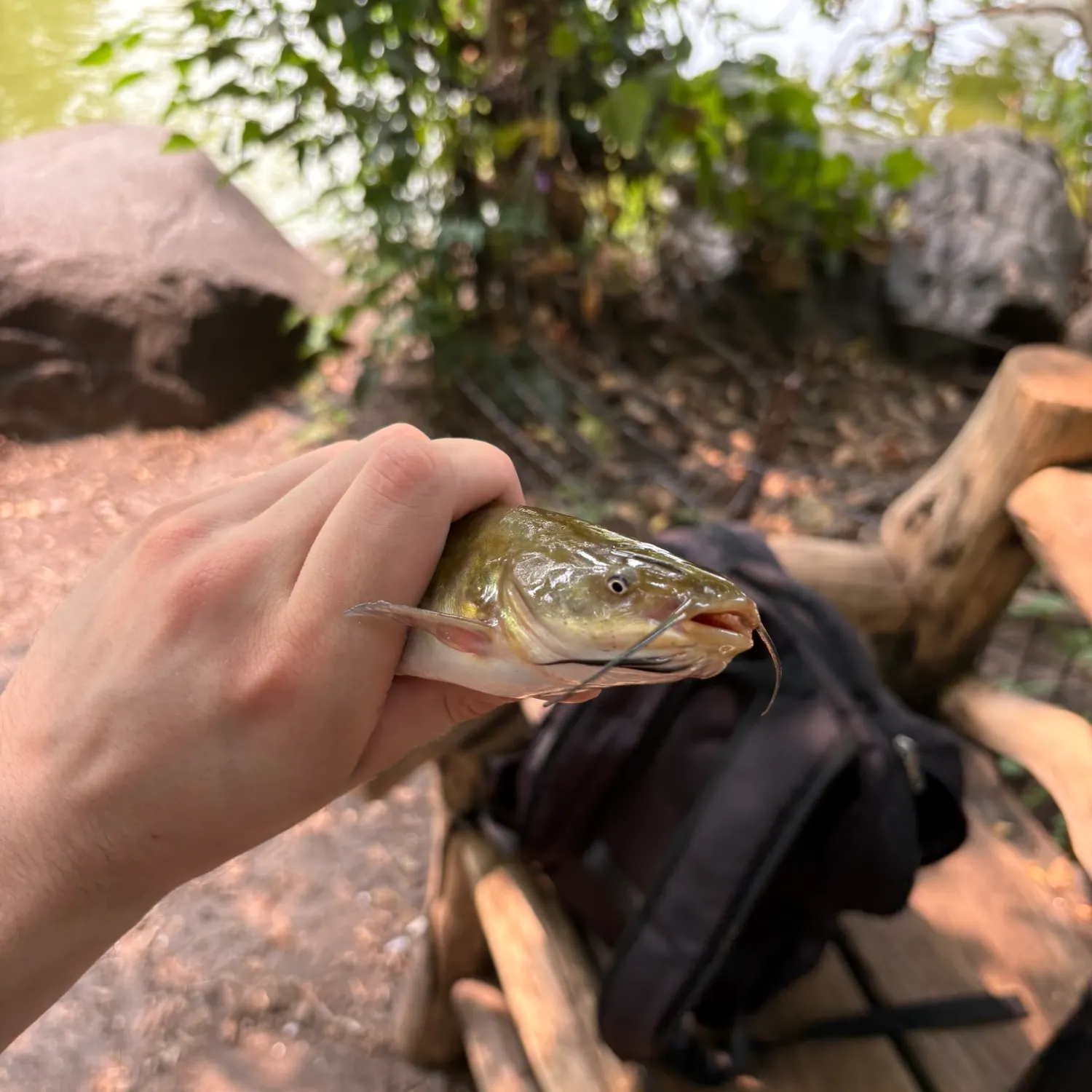 catch