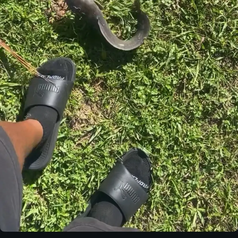 The most recent Amur catfish catches on Fishbrain