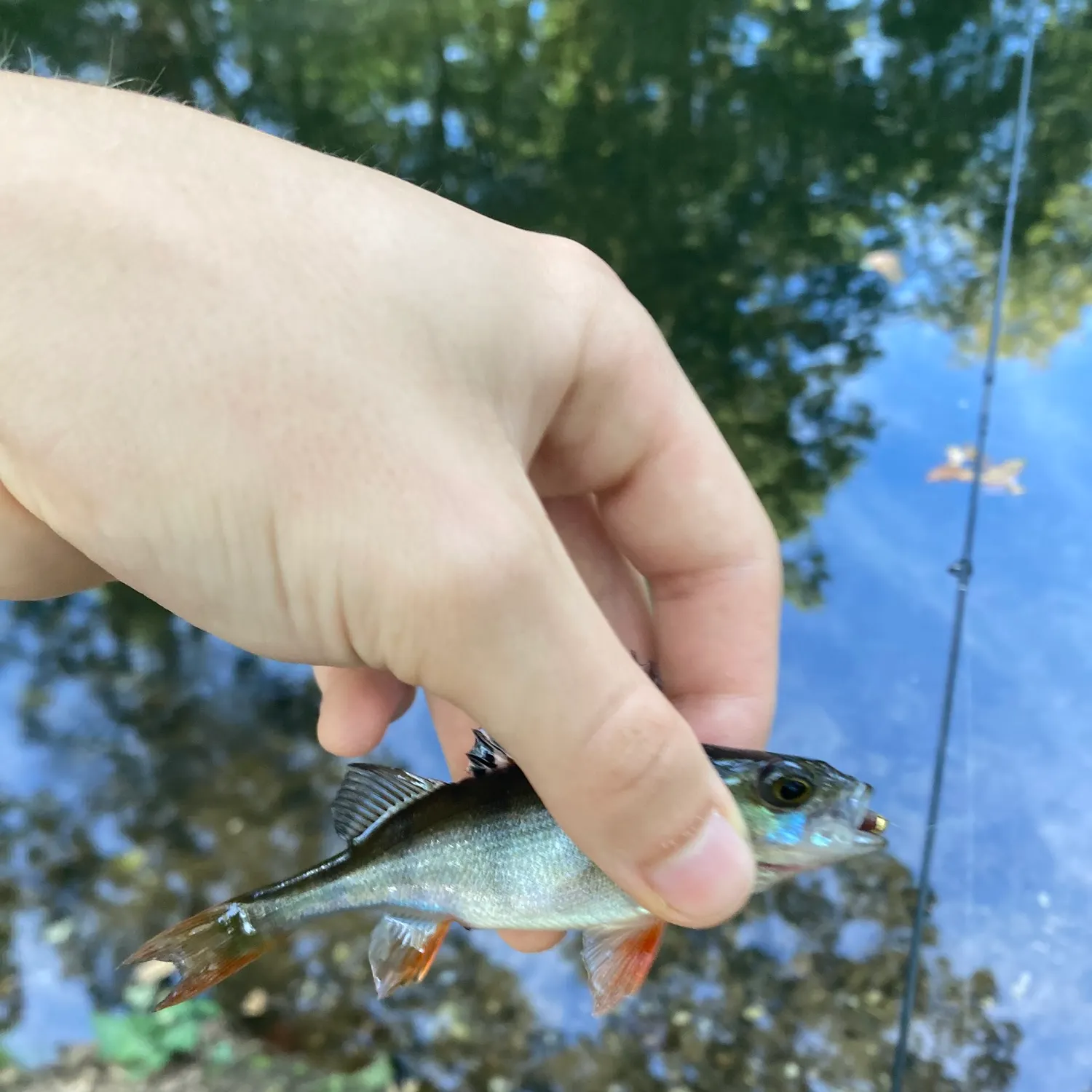 European perch caught on Fishbrain