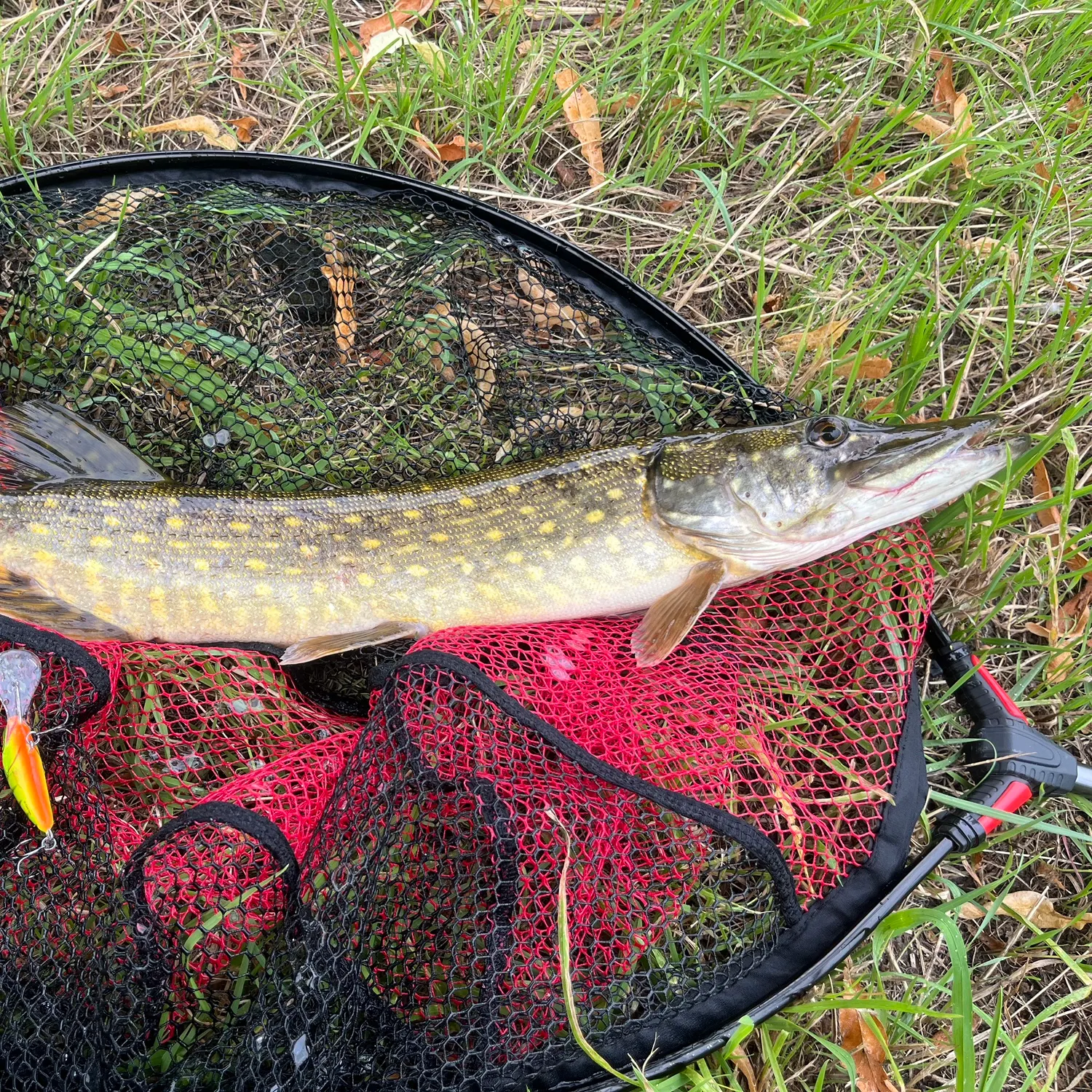 The most recent Northern pike catches on Fishbrain