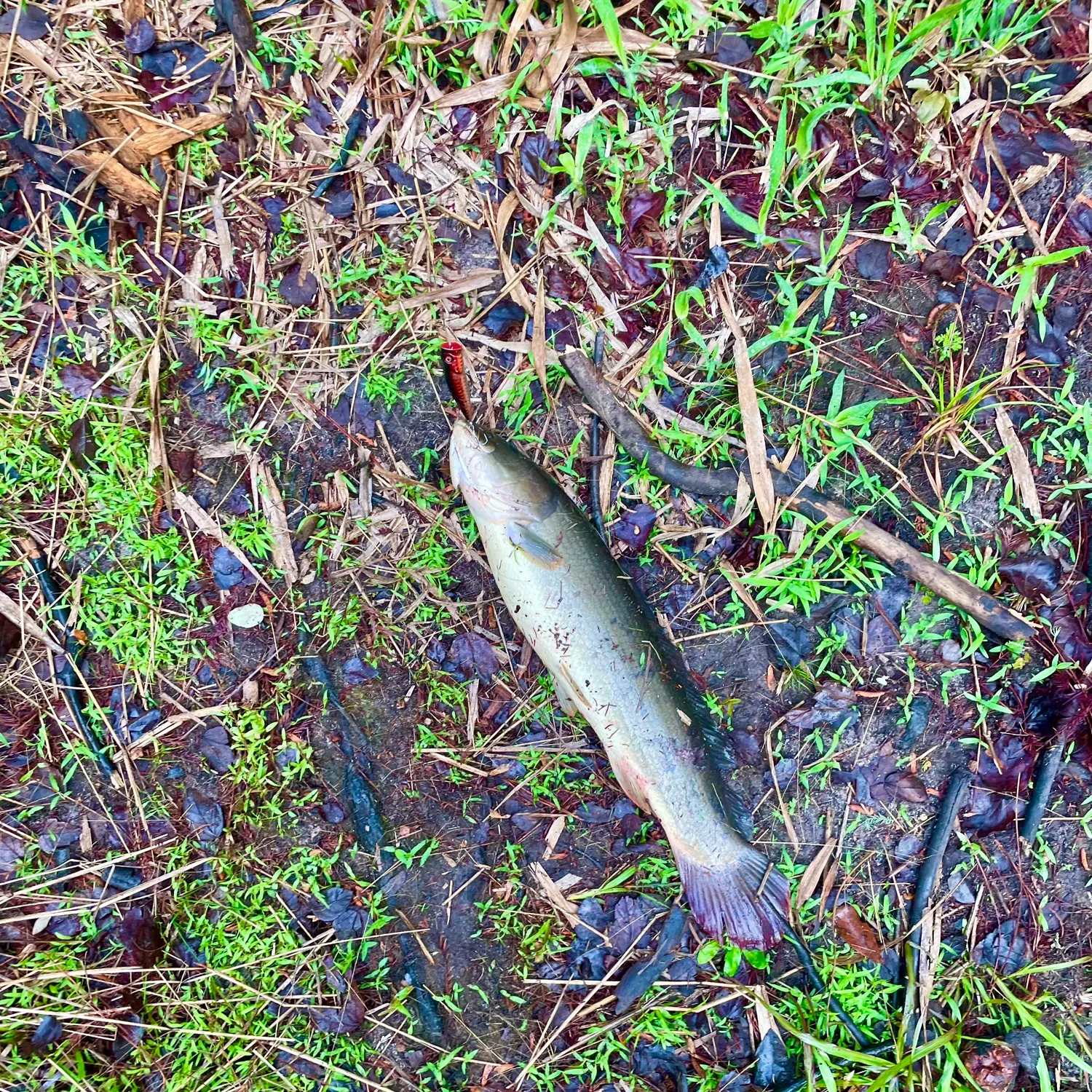 The most recent Eyetail bowfin catches on Fishbrain