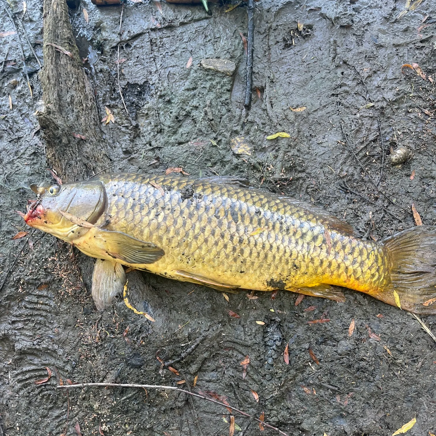 Common carp caught on Fishbrain