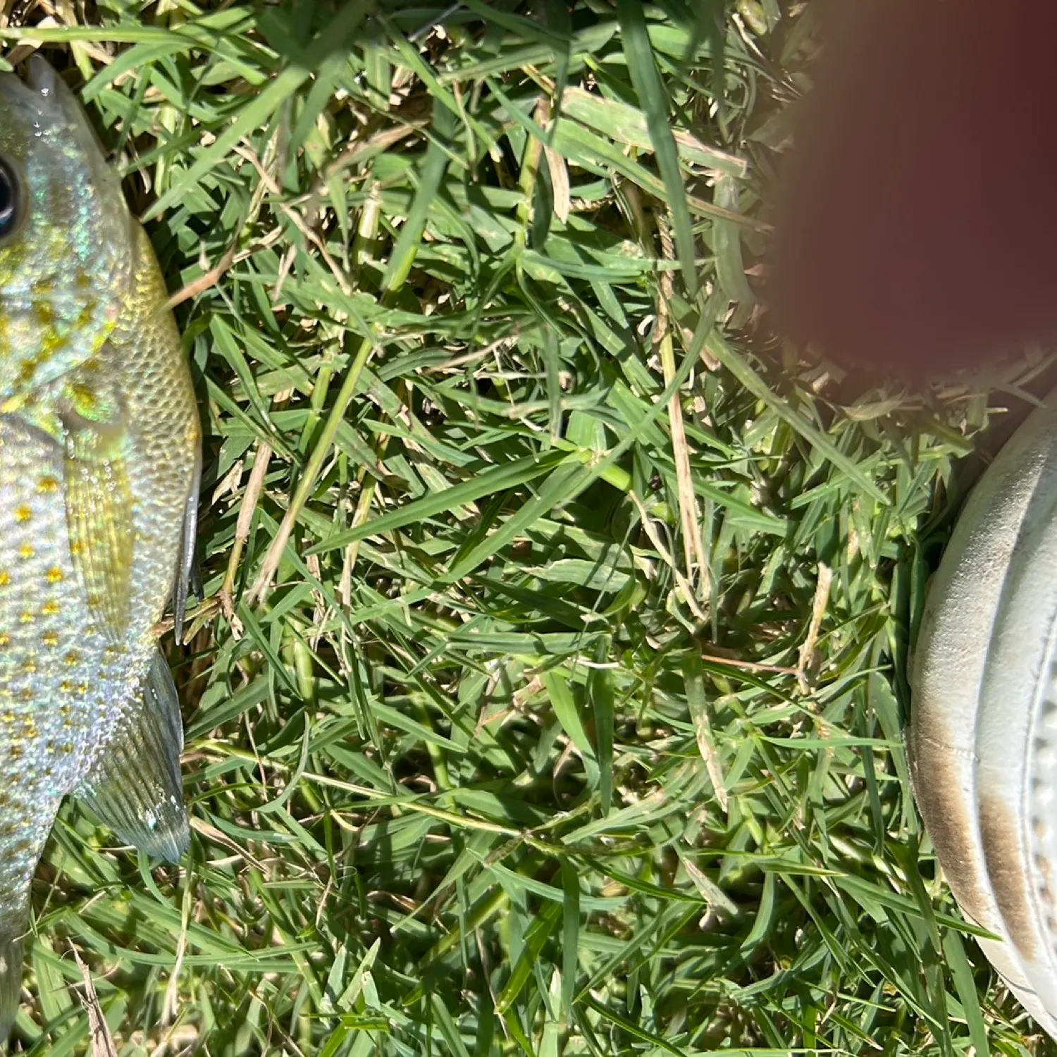 The most recent Bluegill catches on Fishbrain