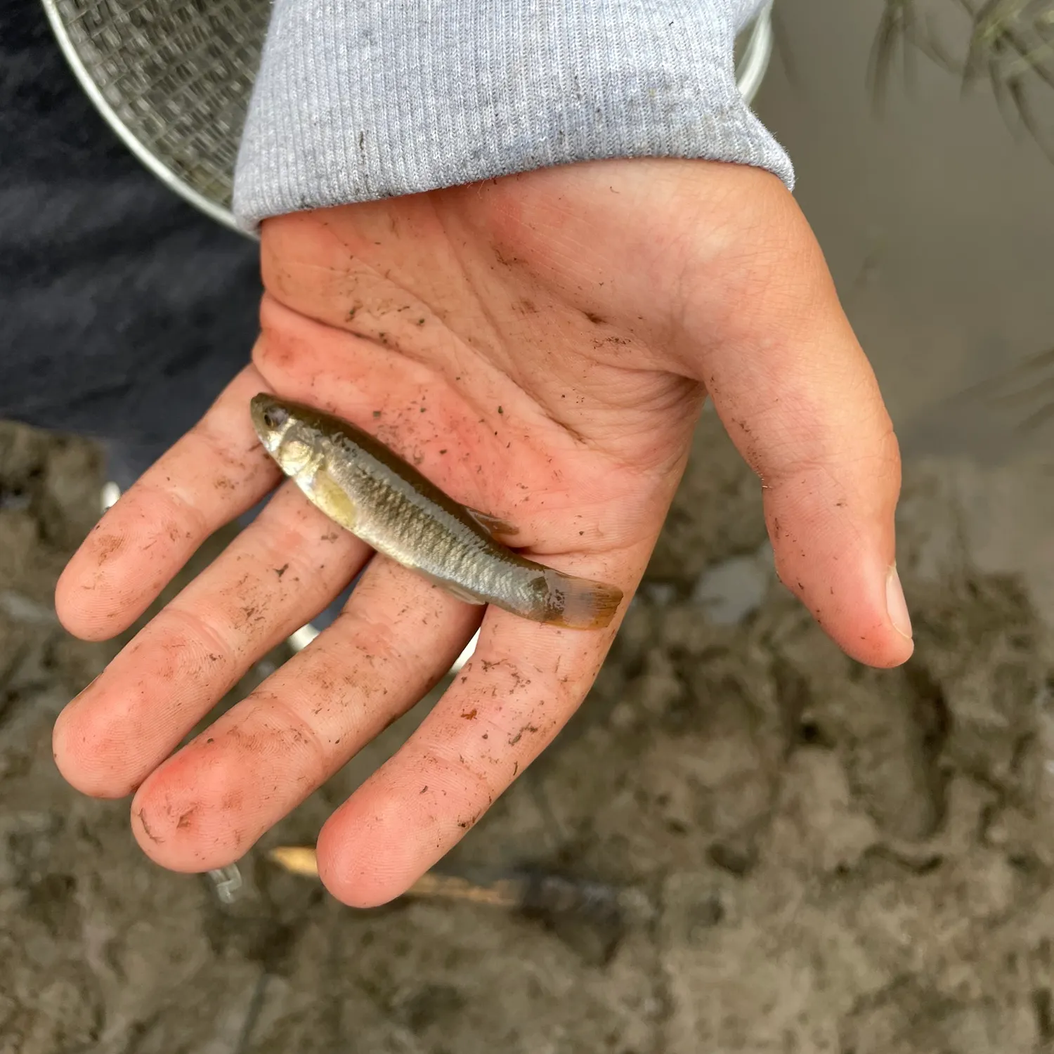 The most recent Hornyhead chub catches on Fishbrain