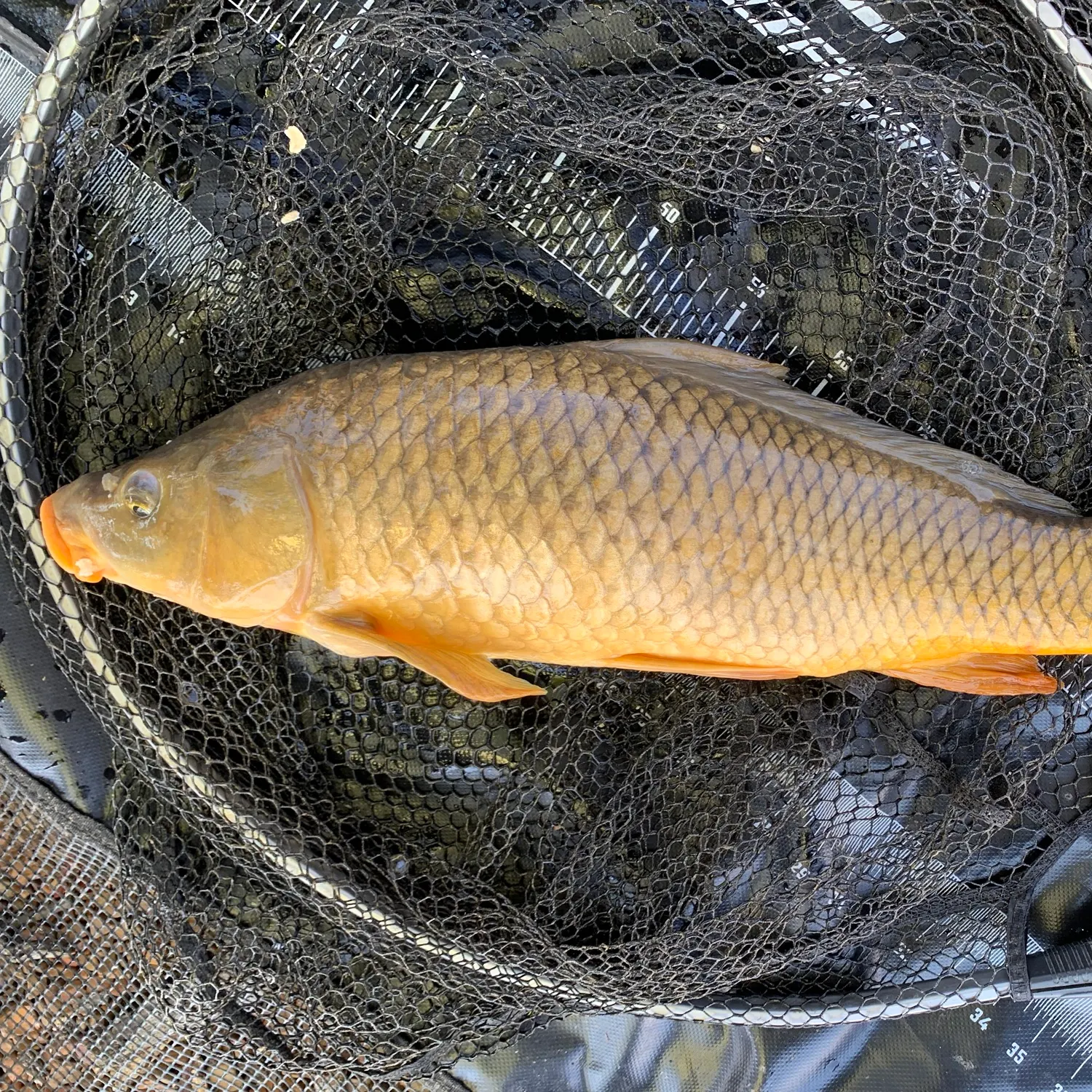 Common carp caught on Fishbrain