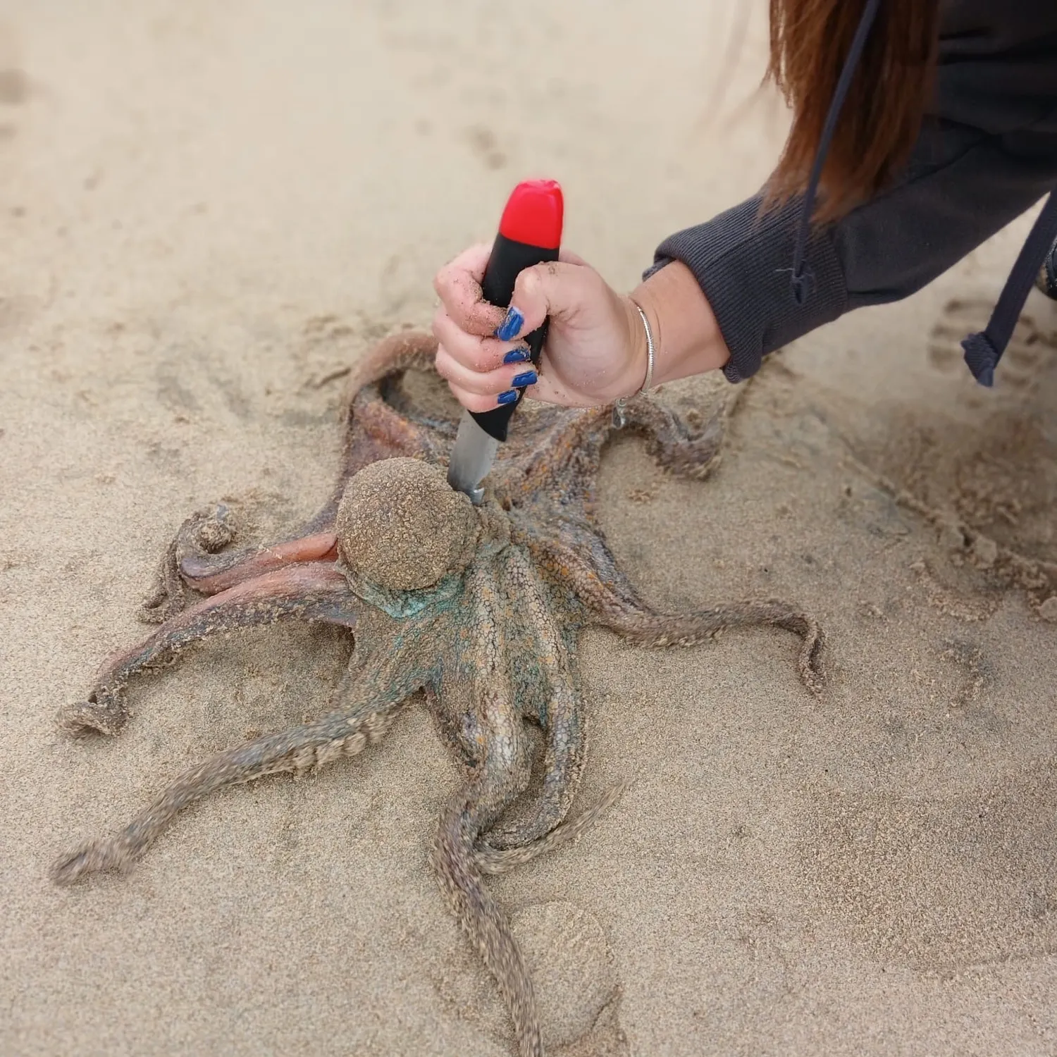 The most recent Common octopus catches on Fishbrain