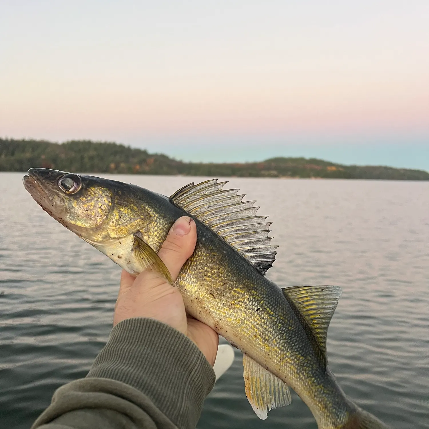 Walleye caught on Fishbrain