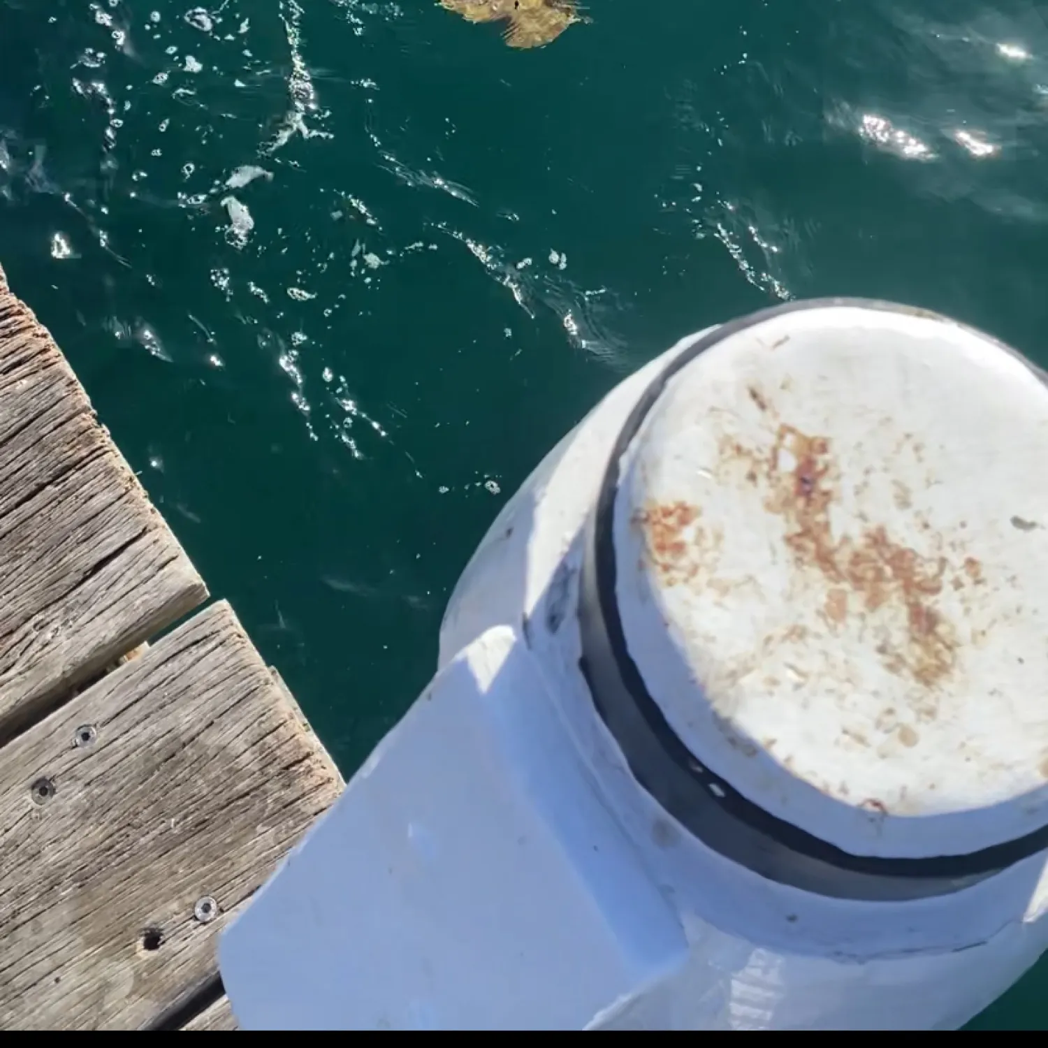 The most recent Common eagle ray catches on Fishbrain
