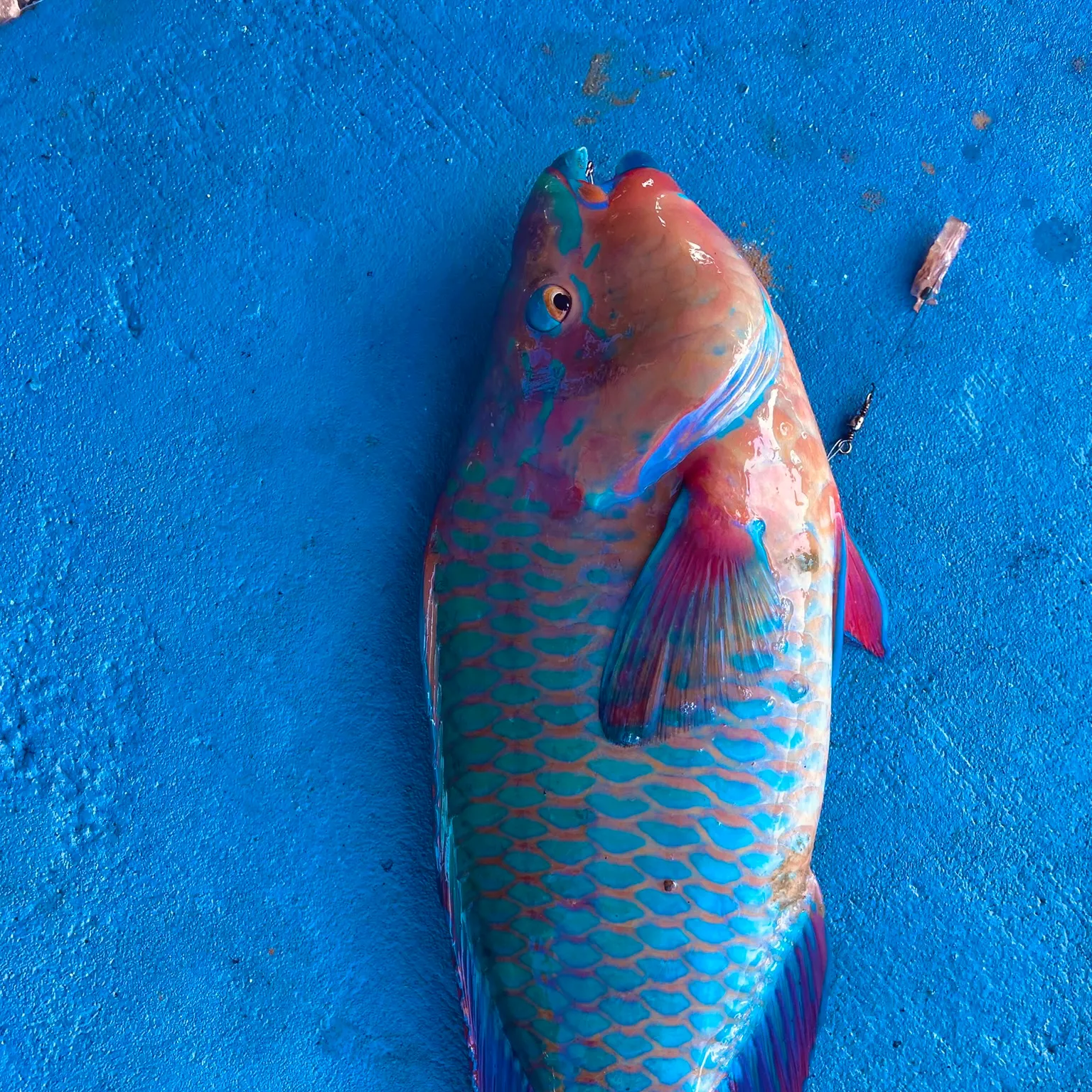 The most recent Common parrotfish catches on Fishbrain