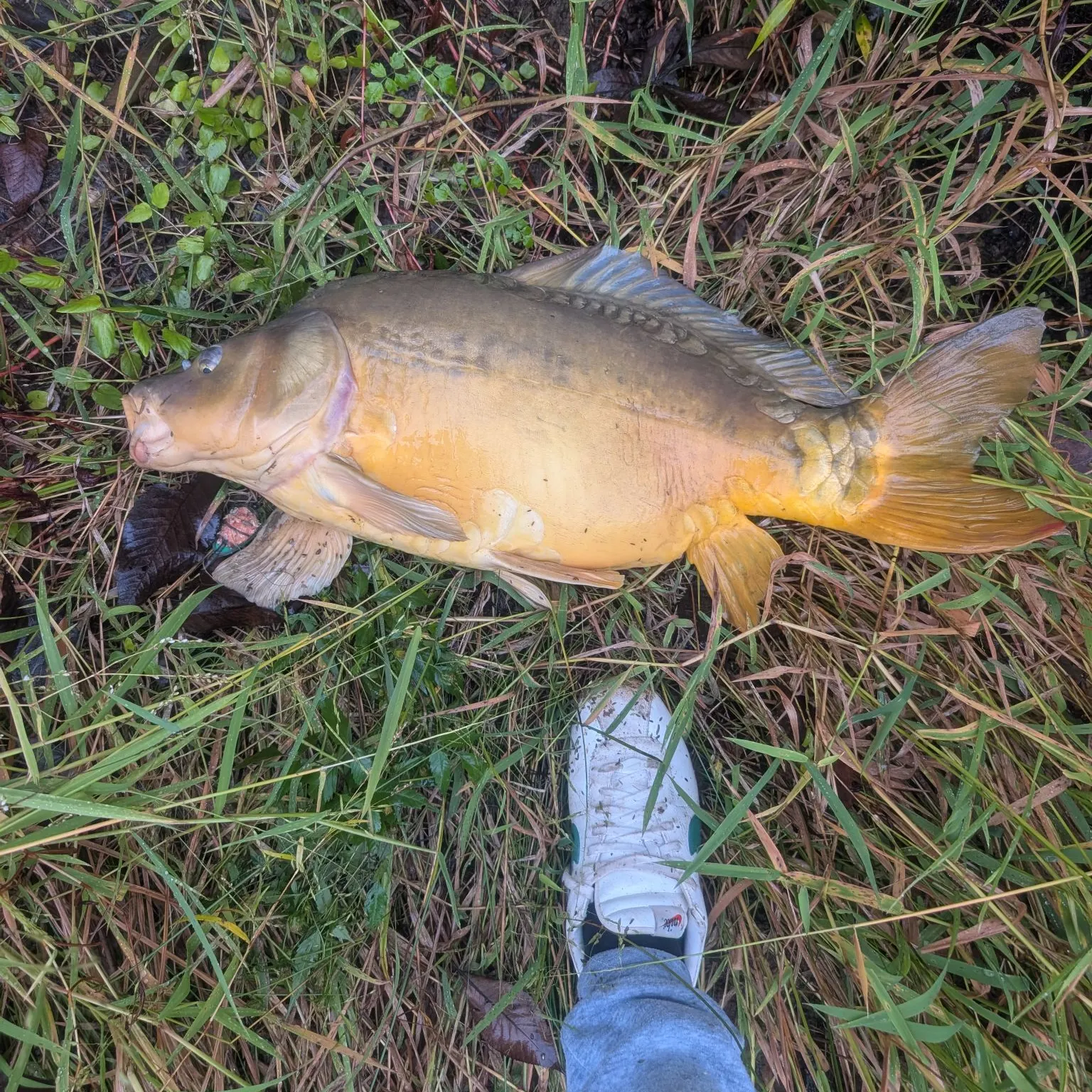 Leather carp caught on Fishbrain